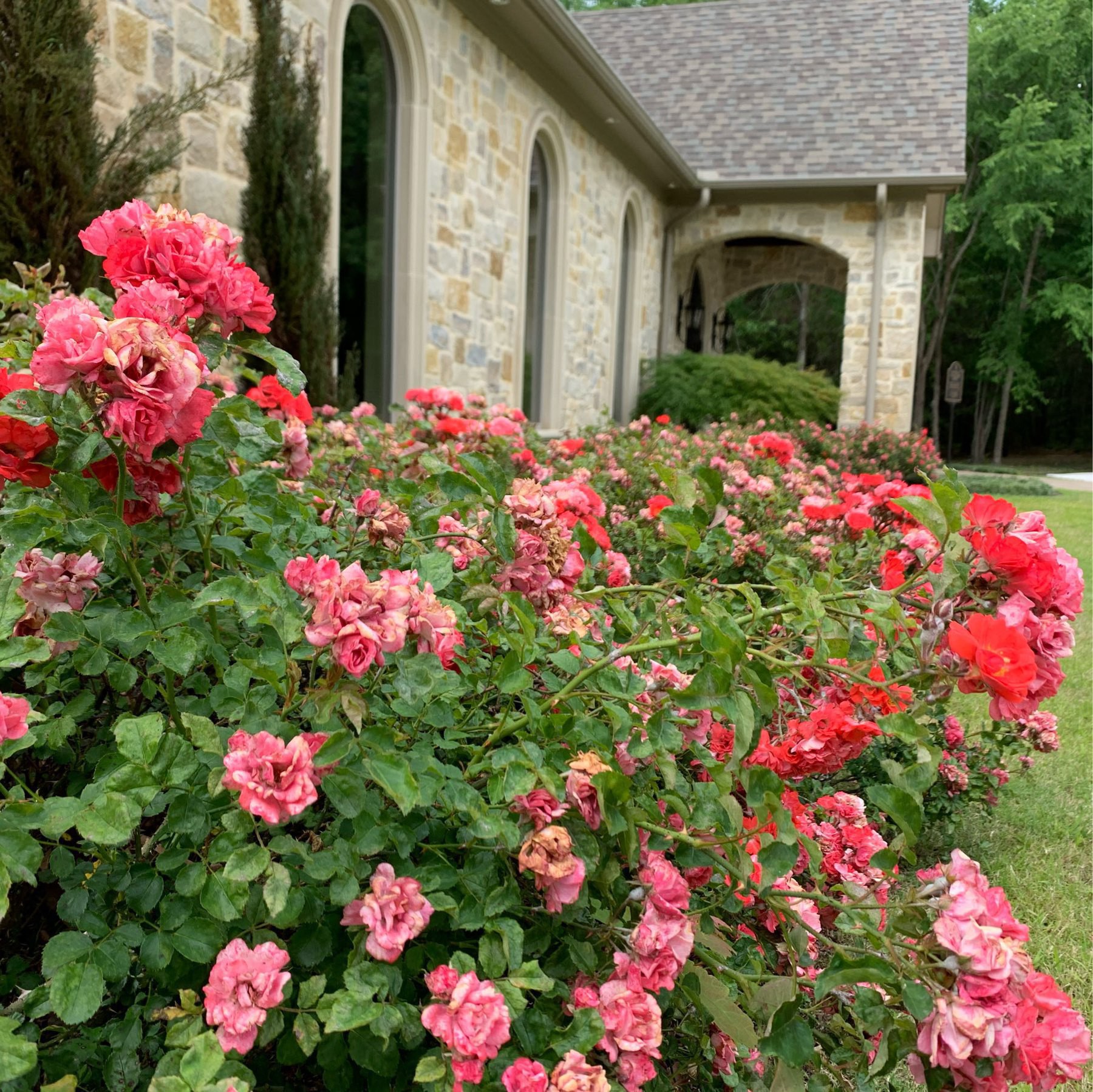 Rose bushes in full bloom