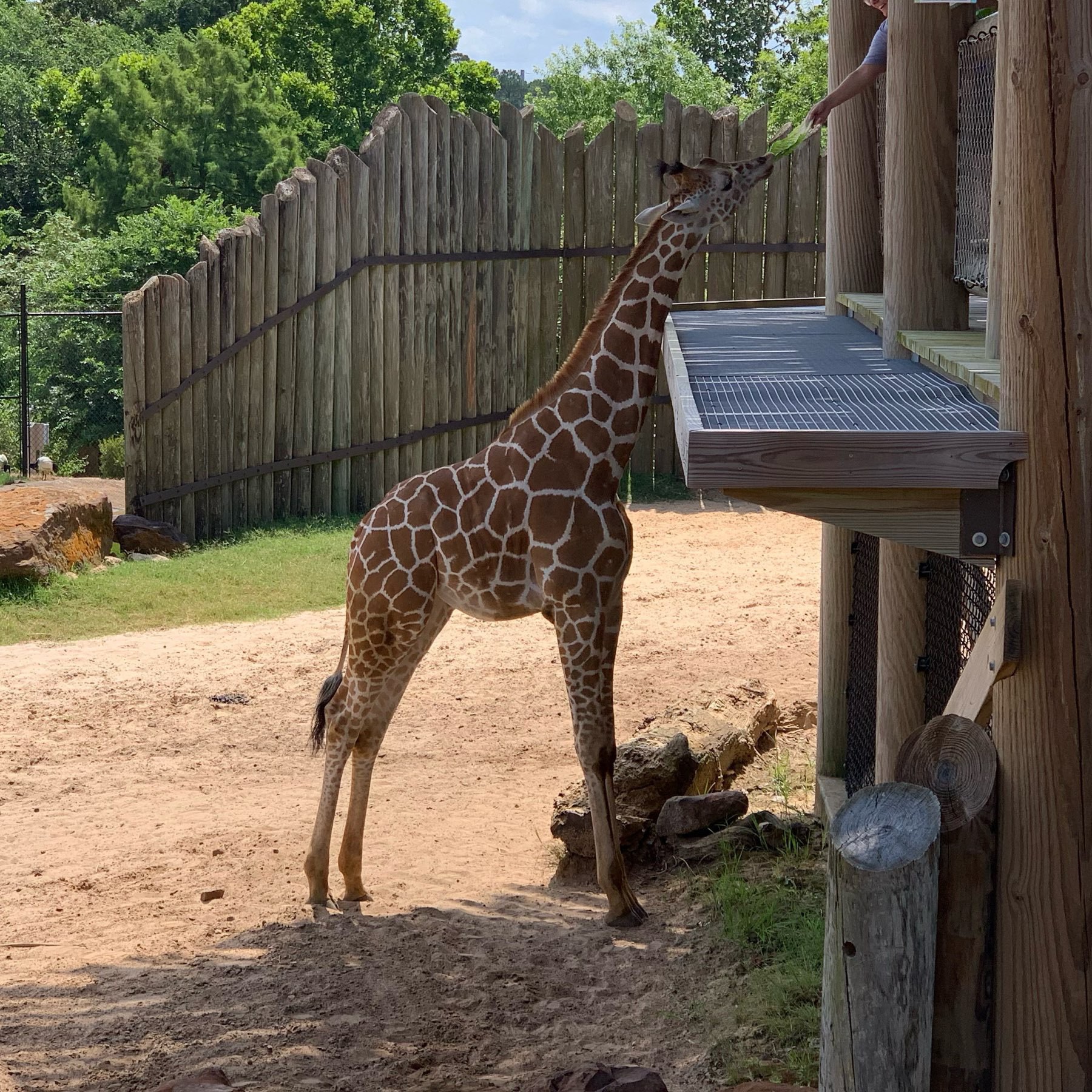 Baby giraffe at the zoo.