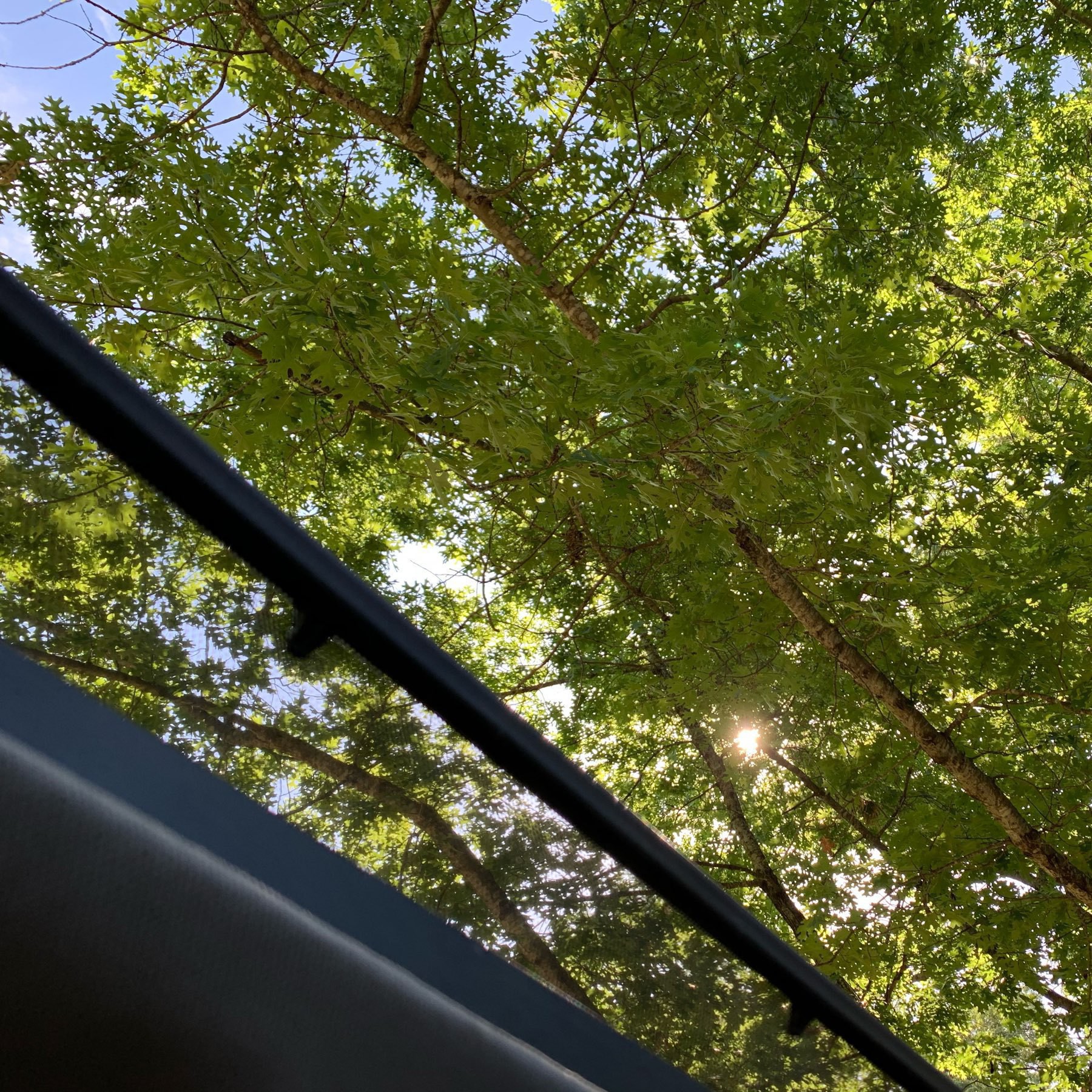 View out sunroof, looking under the trees