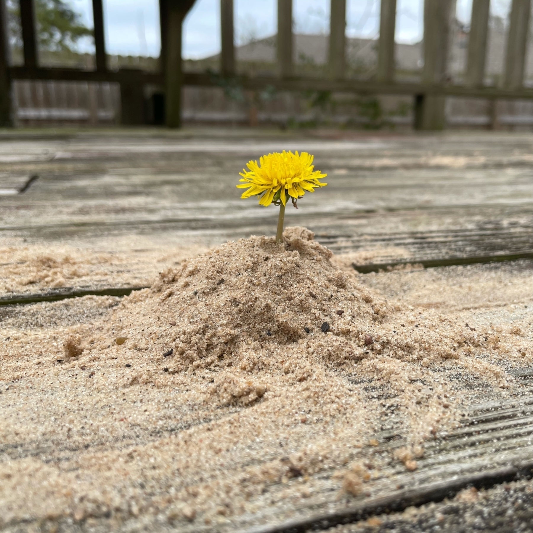Dandelion in sand