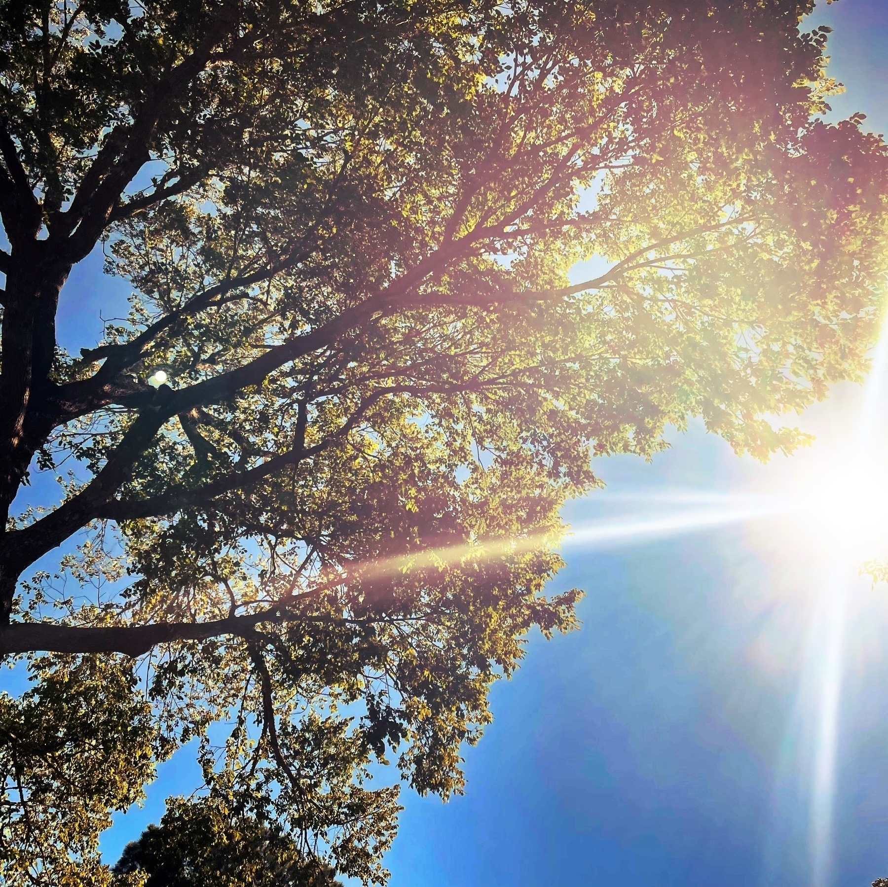 Oak tree and sun