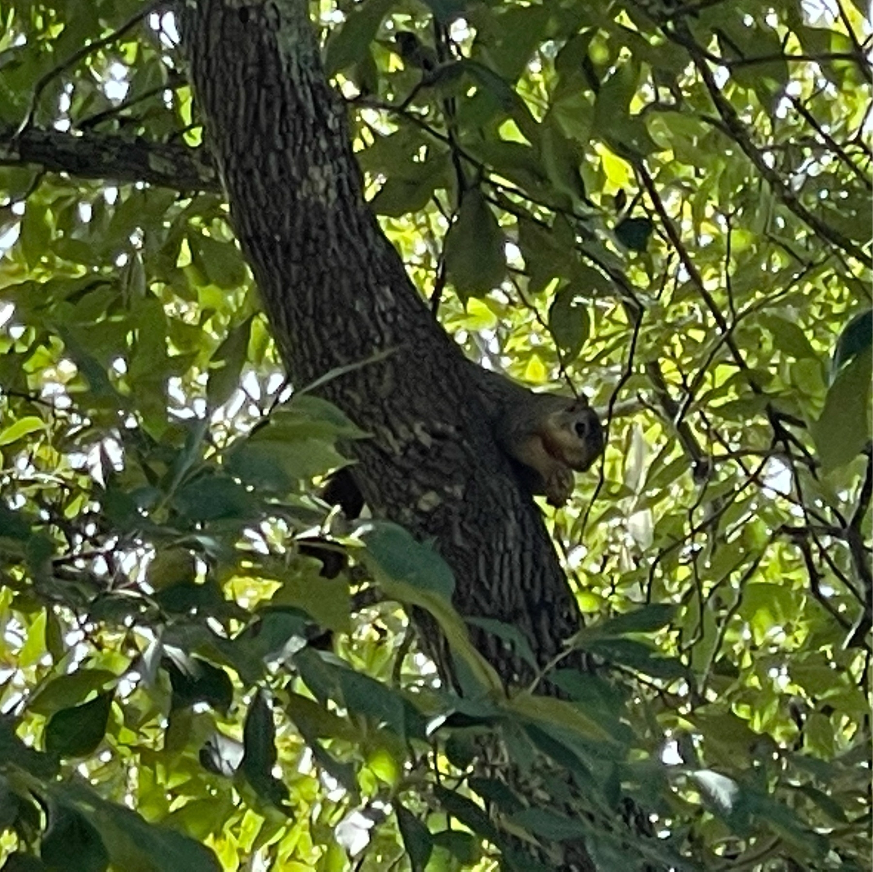 Snacking squirrel in tree 