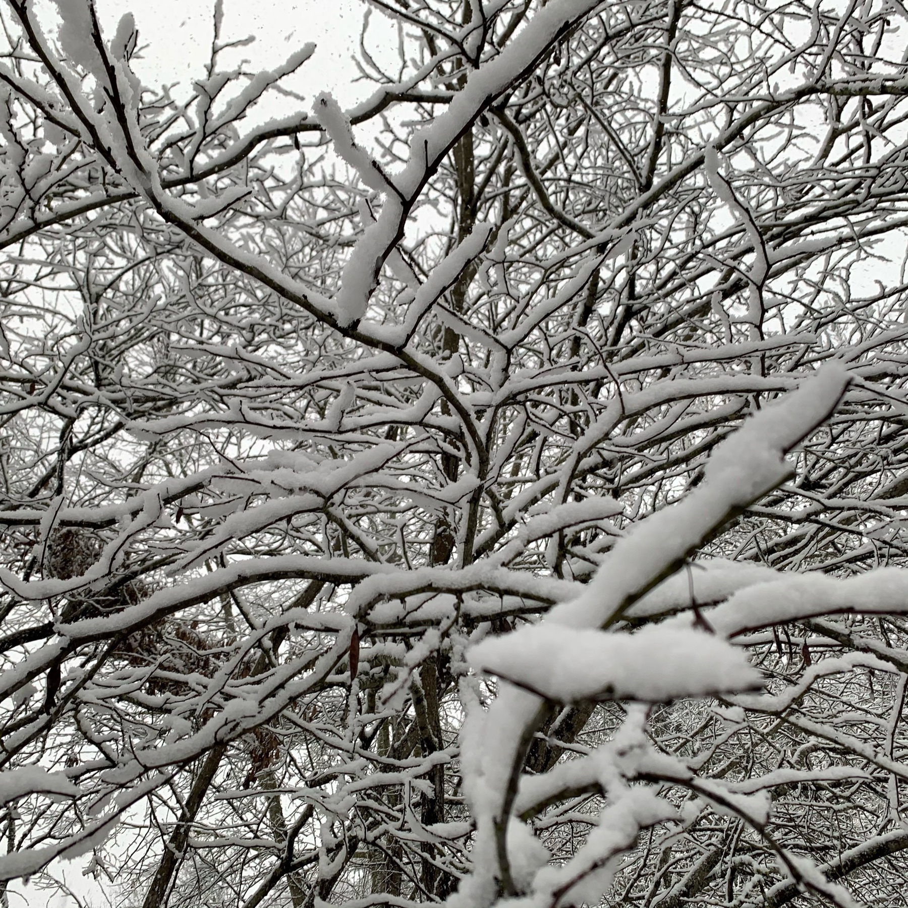 Snow accumulation on tree branch
