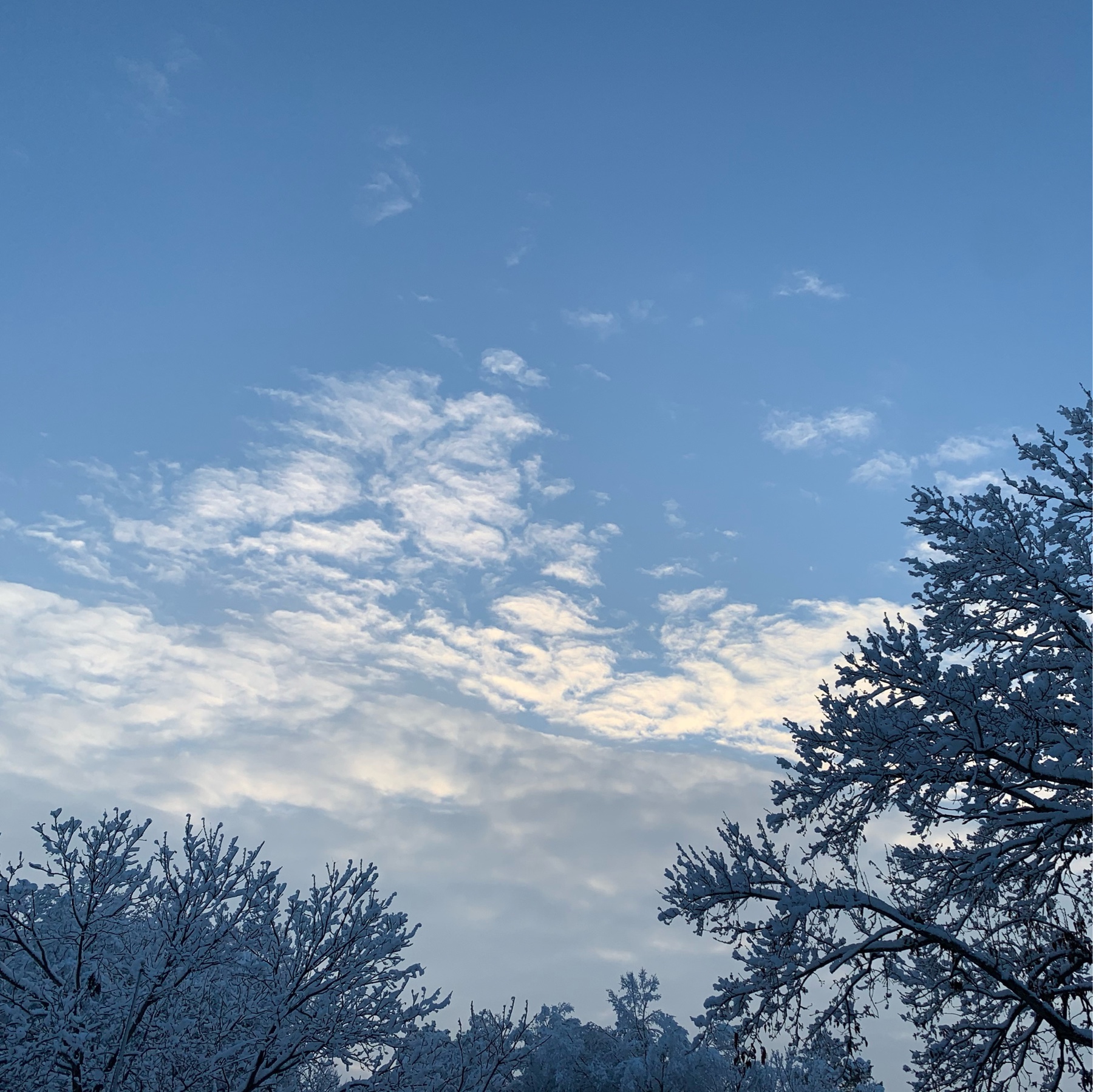 Snow on trees, clear sky