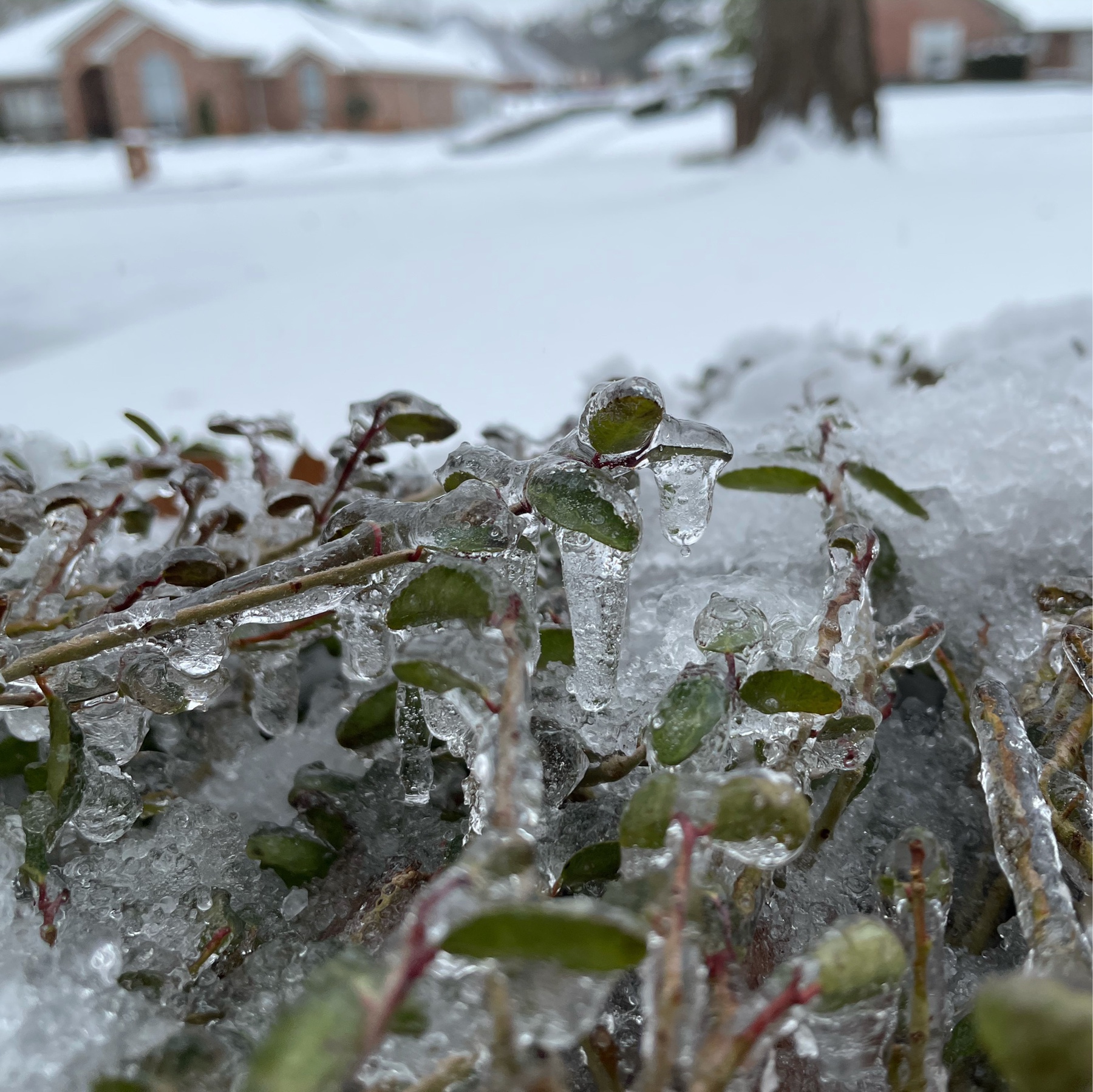 Ice on a bush