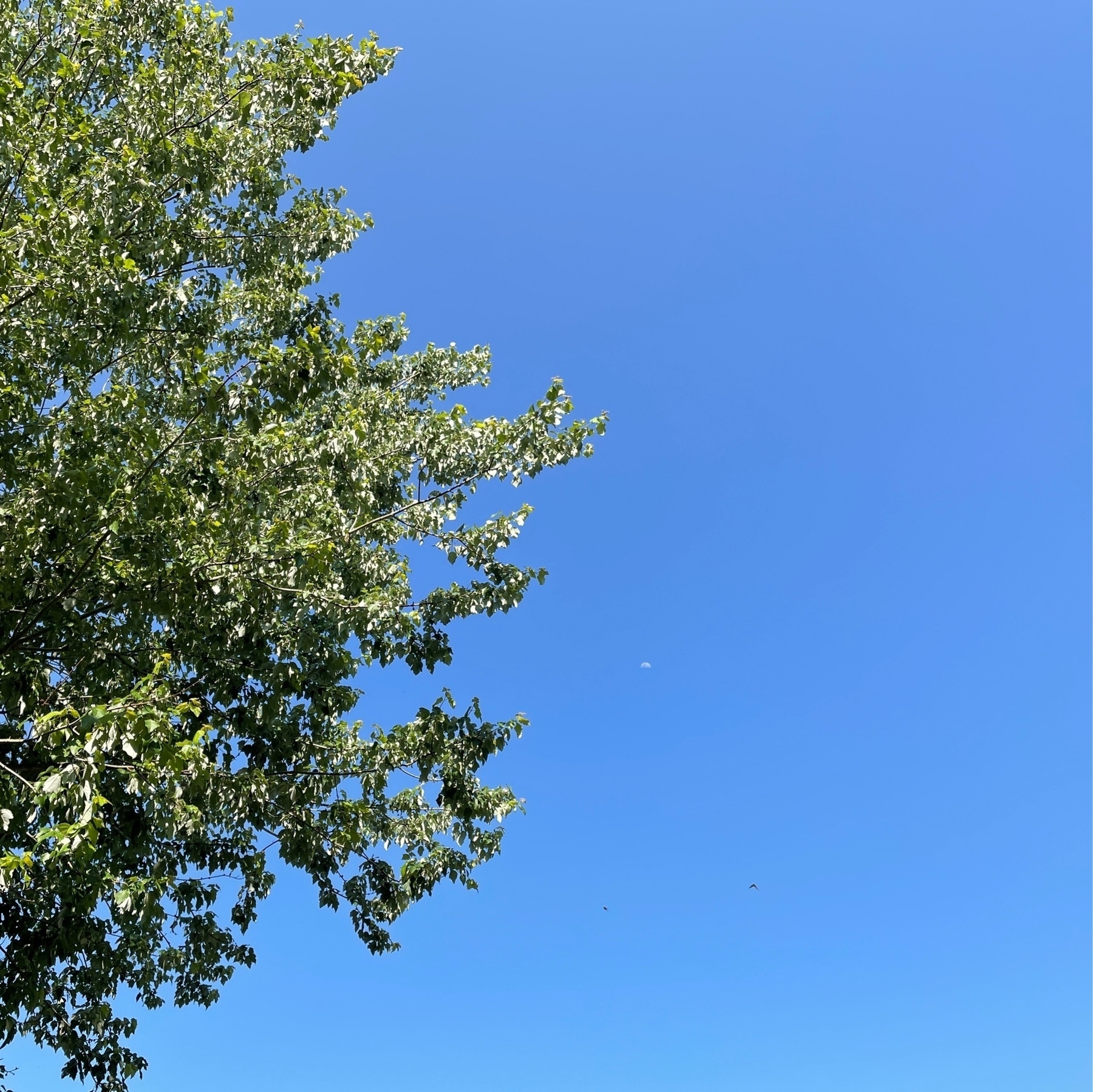Moon, sky, tree, birds