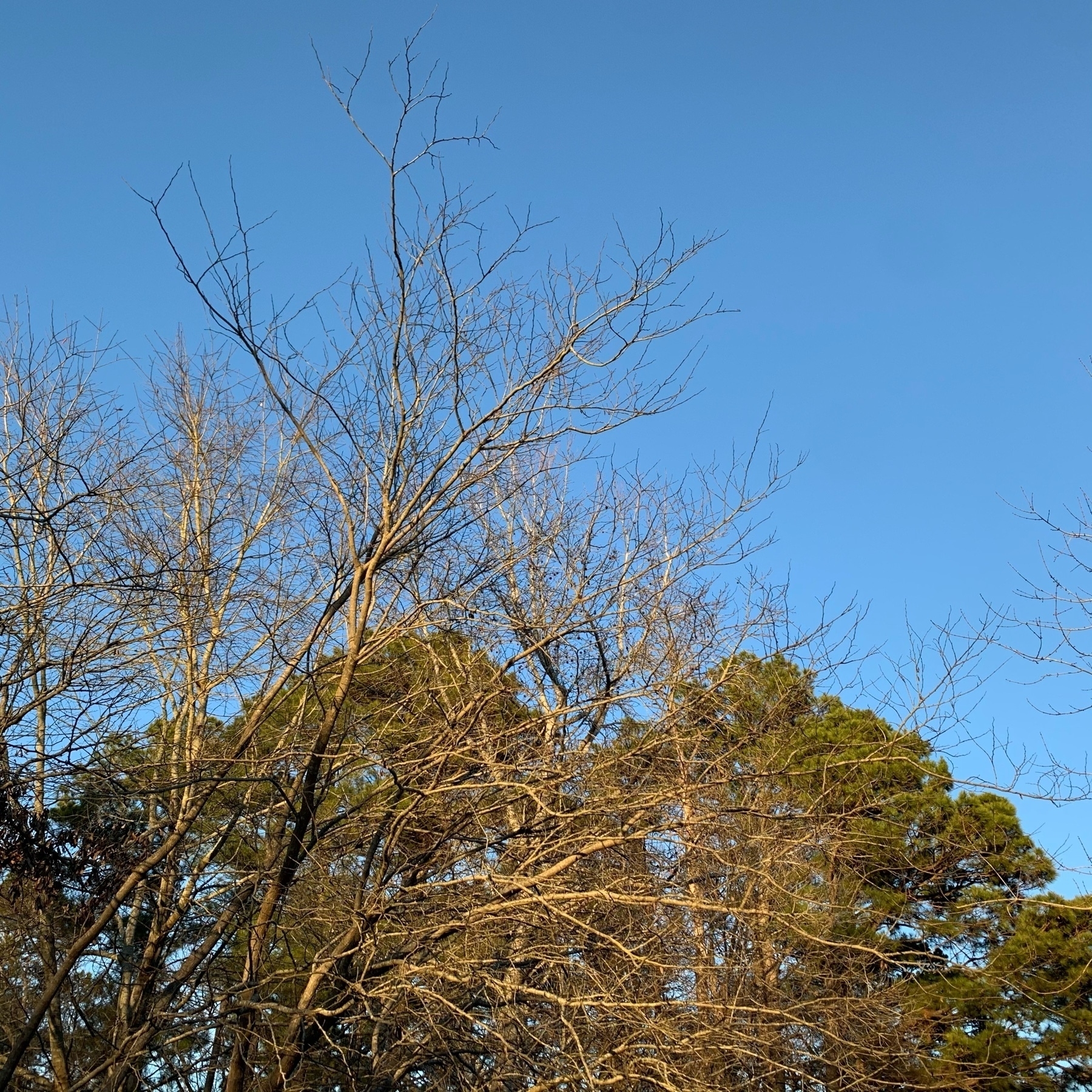 Blue sky at sunset