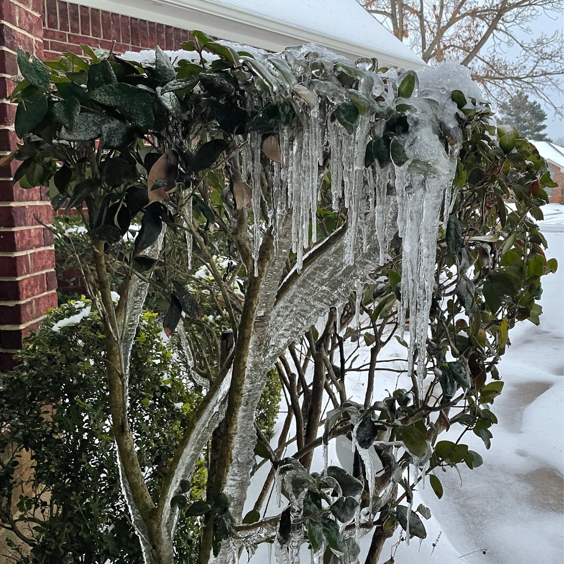 Icicles form on a bush under gutters
