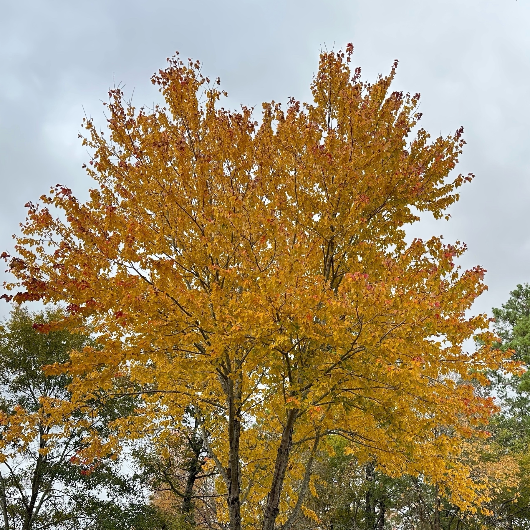 Leaves changing color to yellow