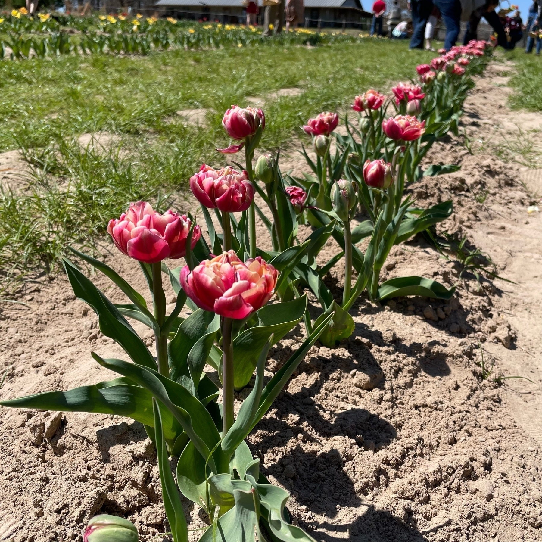 Row of tulips