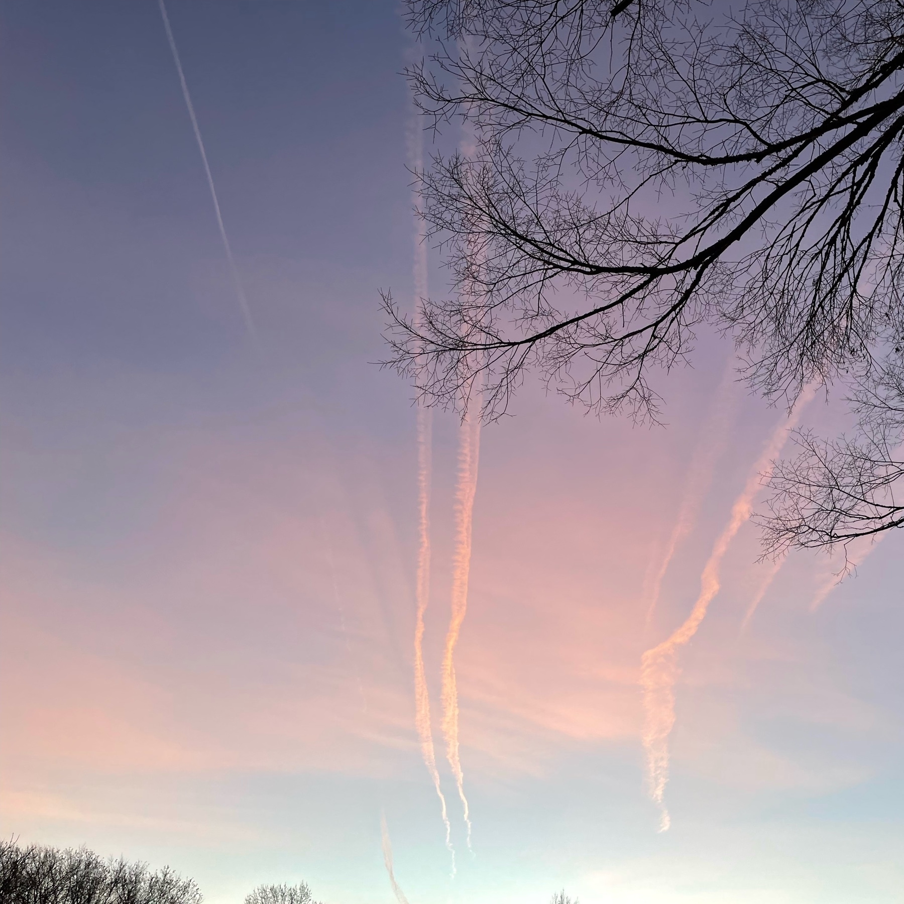 Contrails and pink sky