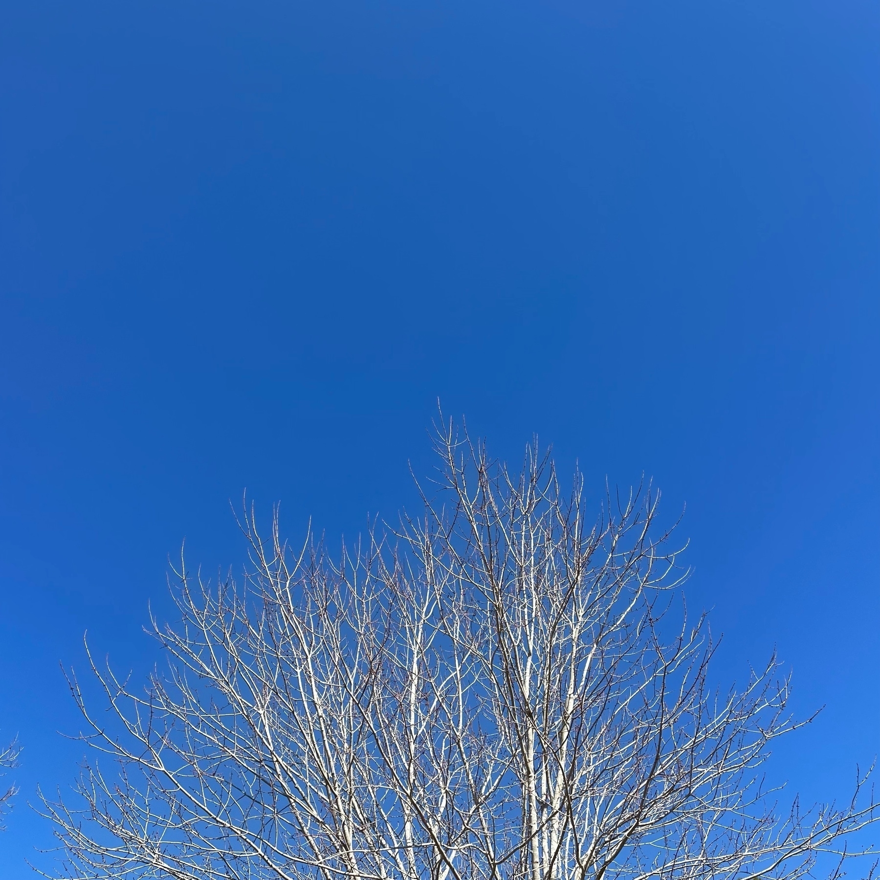 Blue sky, barren tree