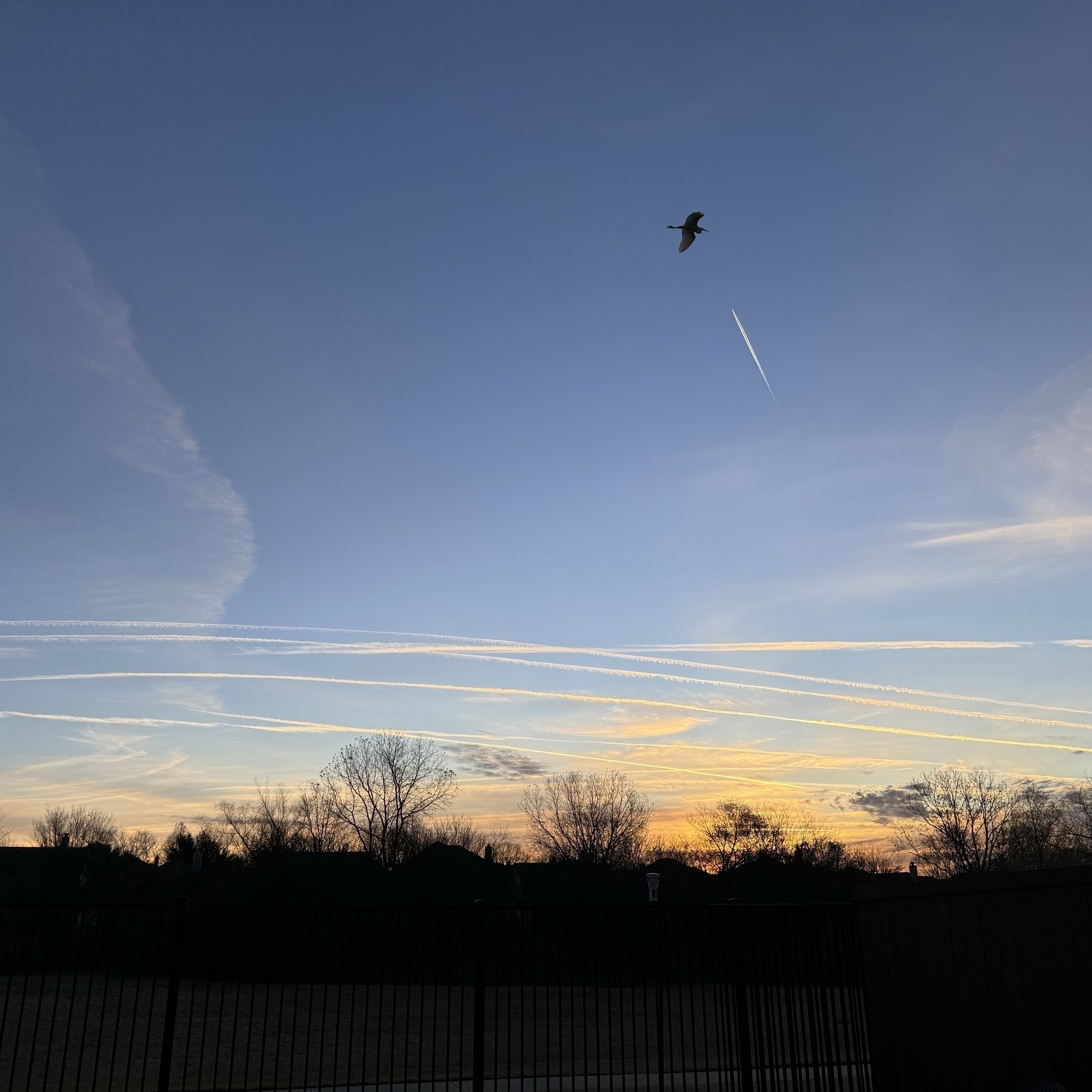 Sunrise on a sky streaked with contrails