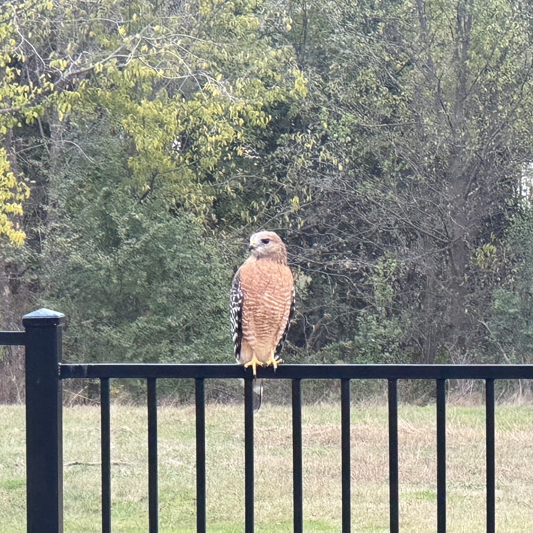 Raptor perched on a fence