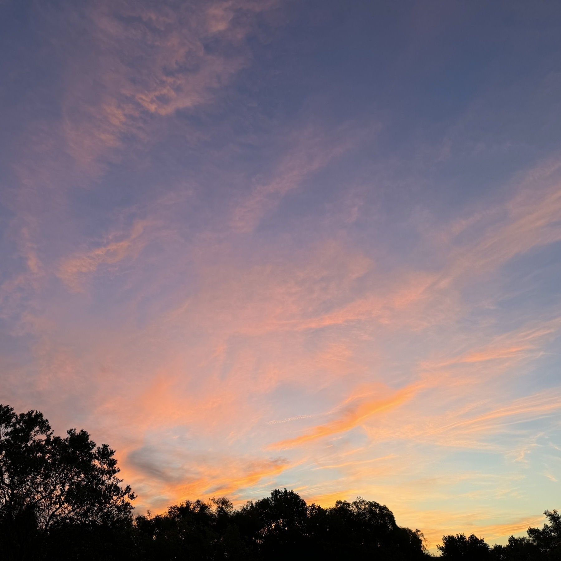 Sunrise colors on high altitude, wispy clouds