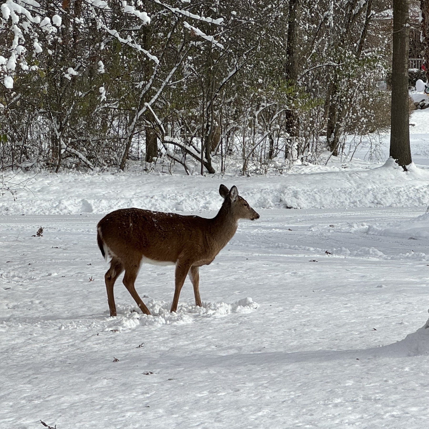 Deer in the yard