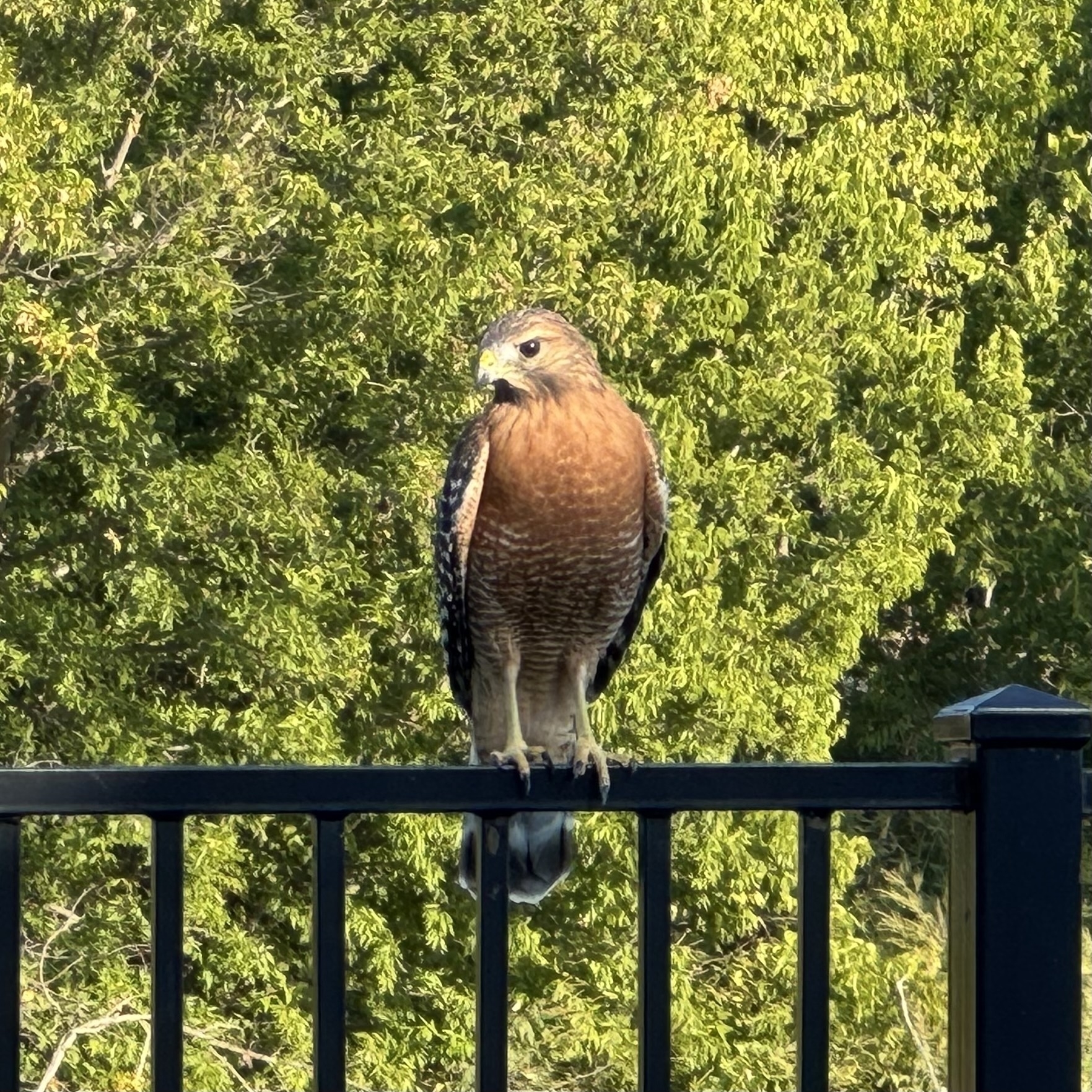 Hawk on the fence