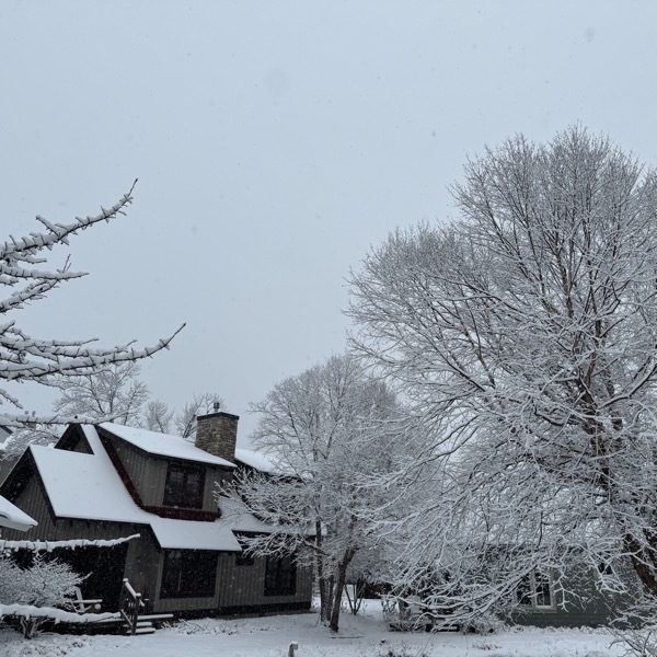 Fresh snow on tree and cottage