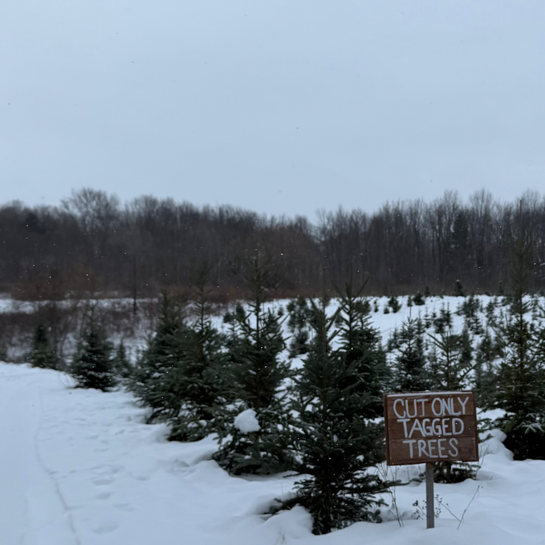 Christmas tree farm fields