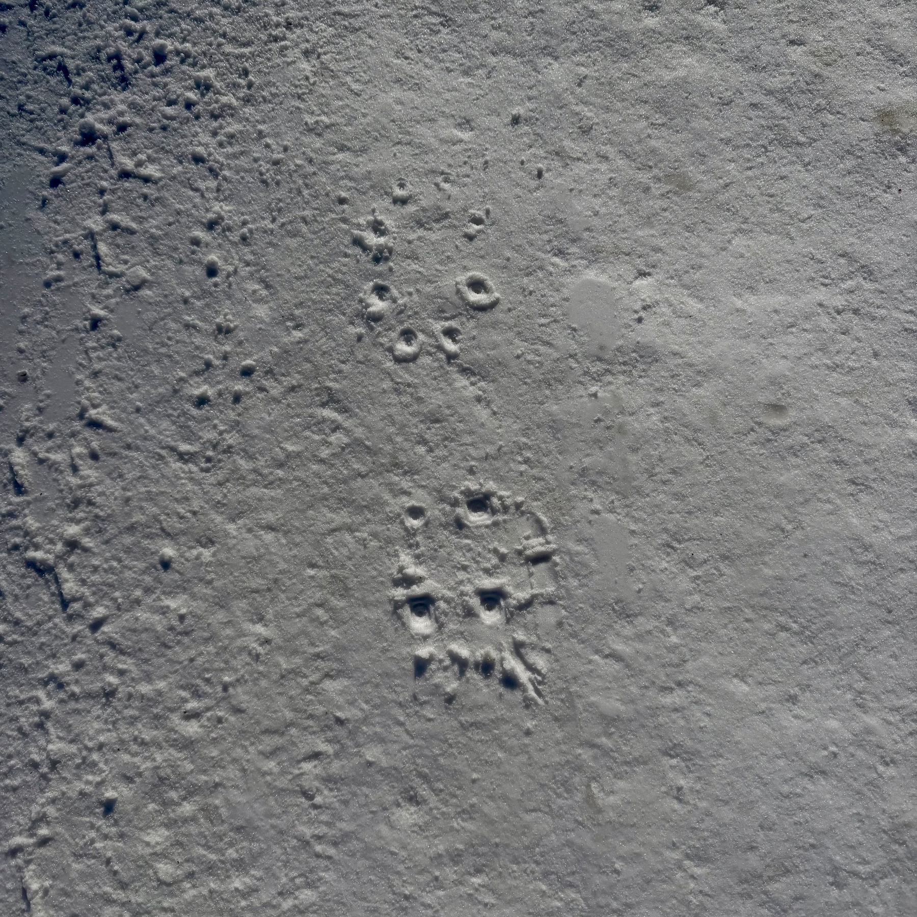 Snowshoe track imprint in the snow