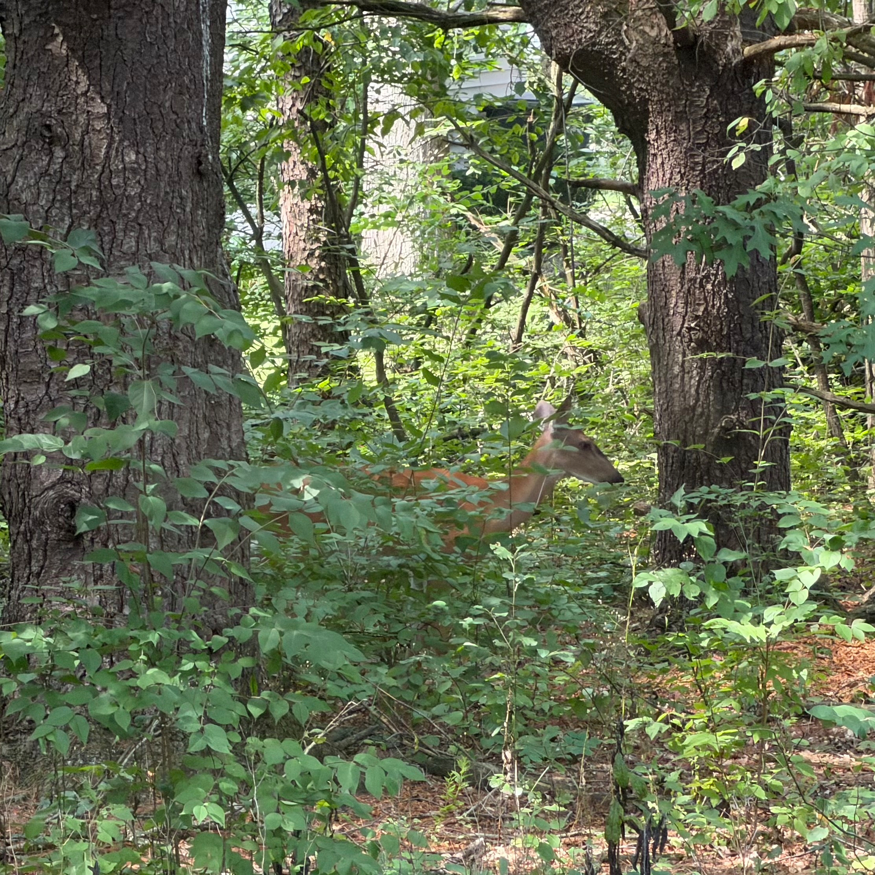 Deer standing in the trees