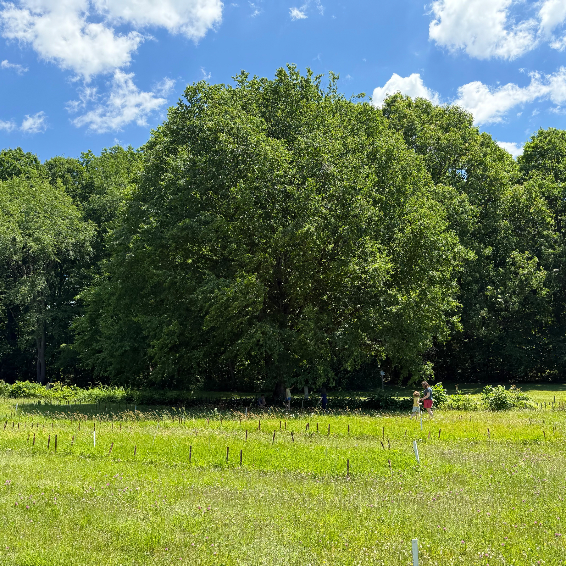 Tree along the perimeter of the village palisade
