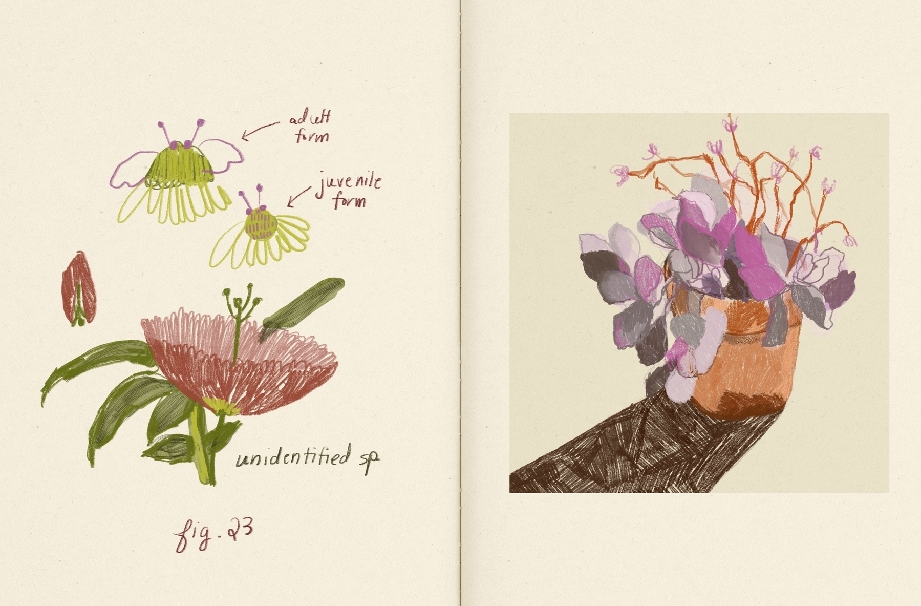 A botanical sketch showcases different growth stages of an unidentified plant on the left, while an illustration of a potted plant casting a shadow is depicted on the right.