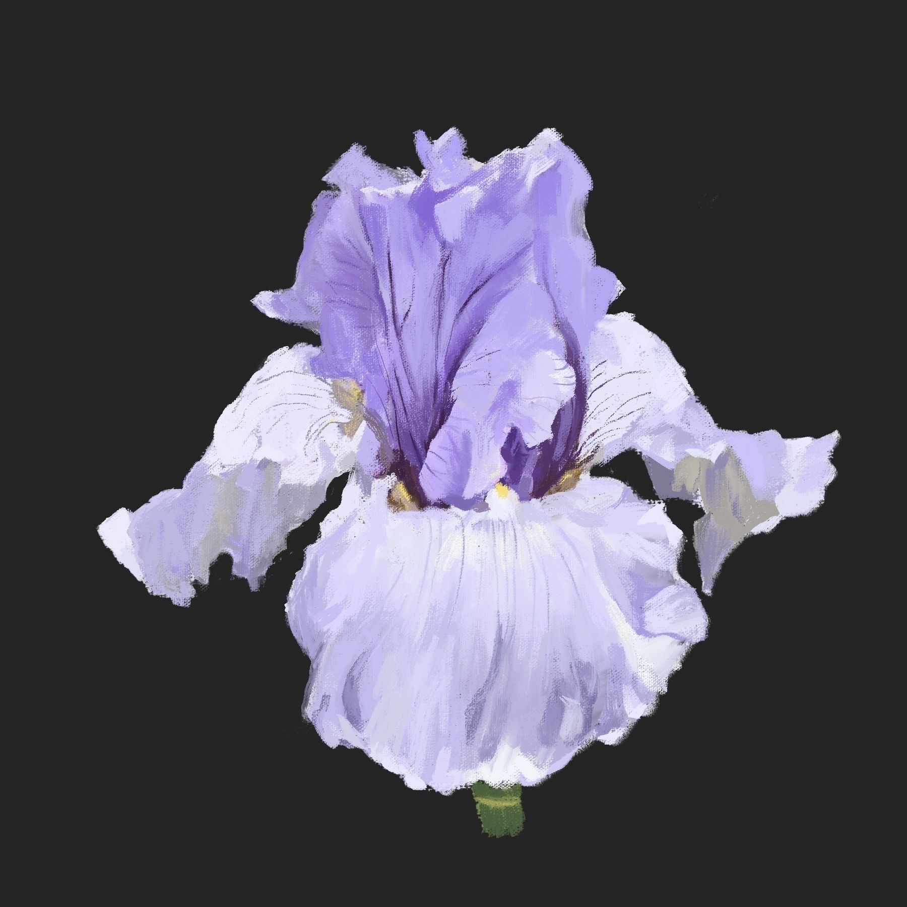 A single purple and white iris flower is displayed against a dark gray background.