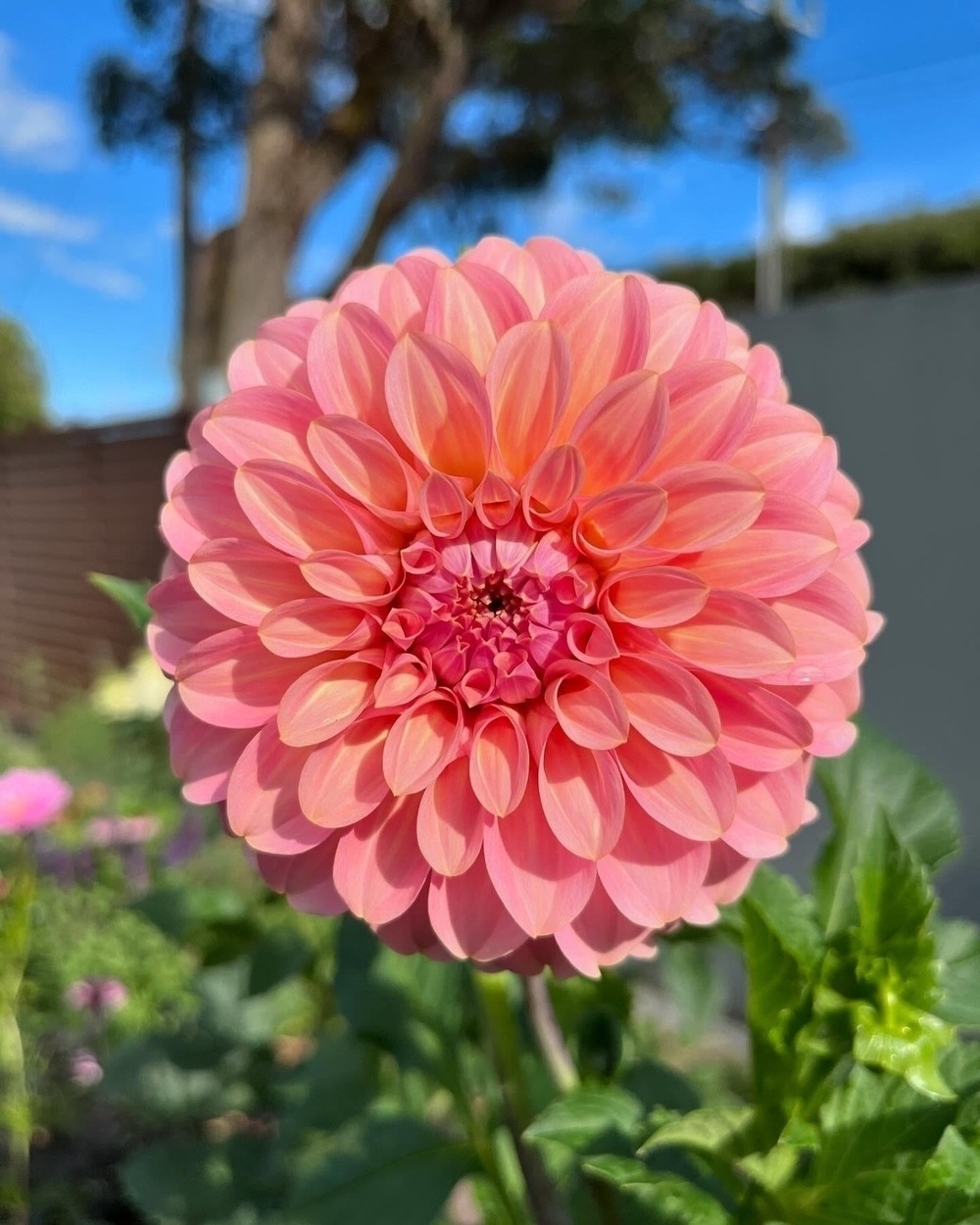 A vibrant pink dahlia flower blooms in a garden setting with green foliage and a blurred background.