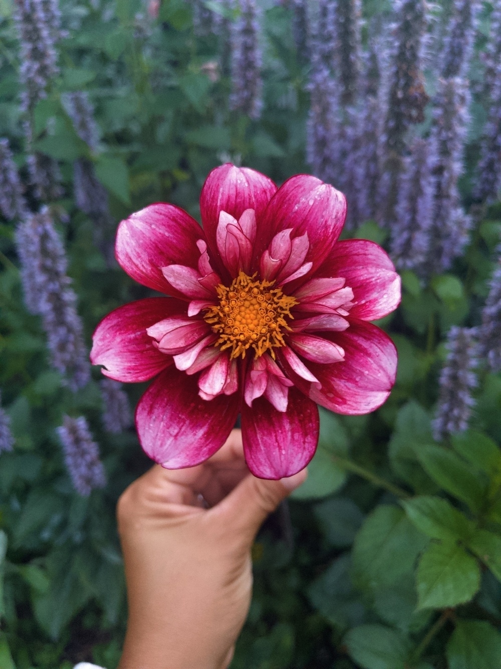 A vibrant pink flower with a yellow center is held by a hand against a background of green leaves and tall purple flowers.