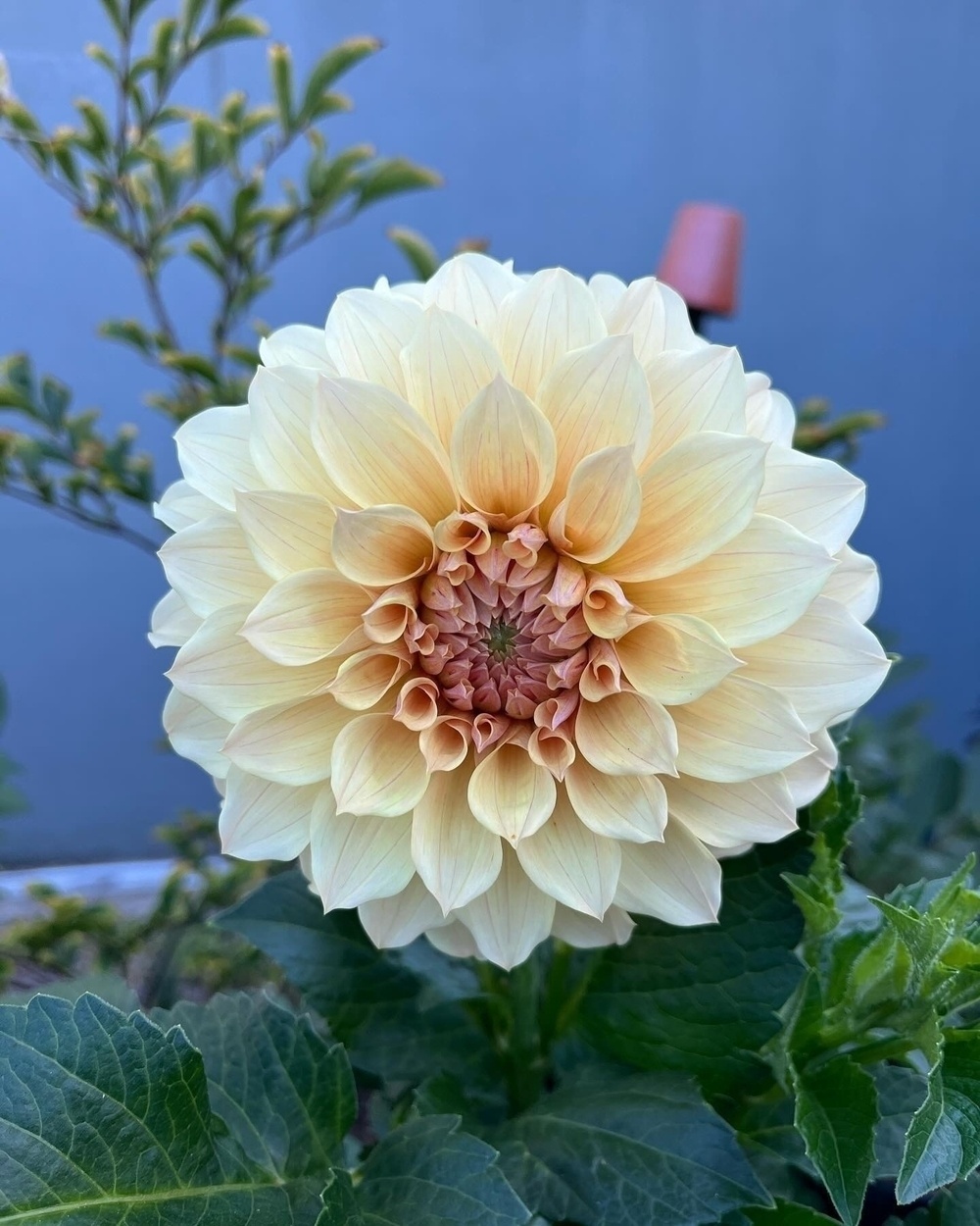 A cream-colored dahlia bloom stands out against a soft background of foliage and a muted blue wall.