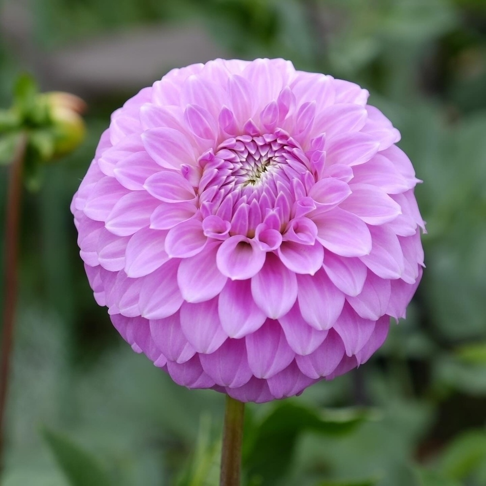 A vibrant pink dahlia flower in full bloom is displayed against a blurred natural background.