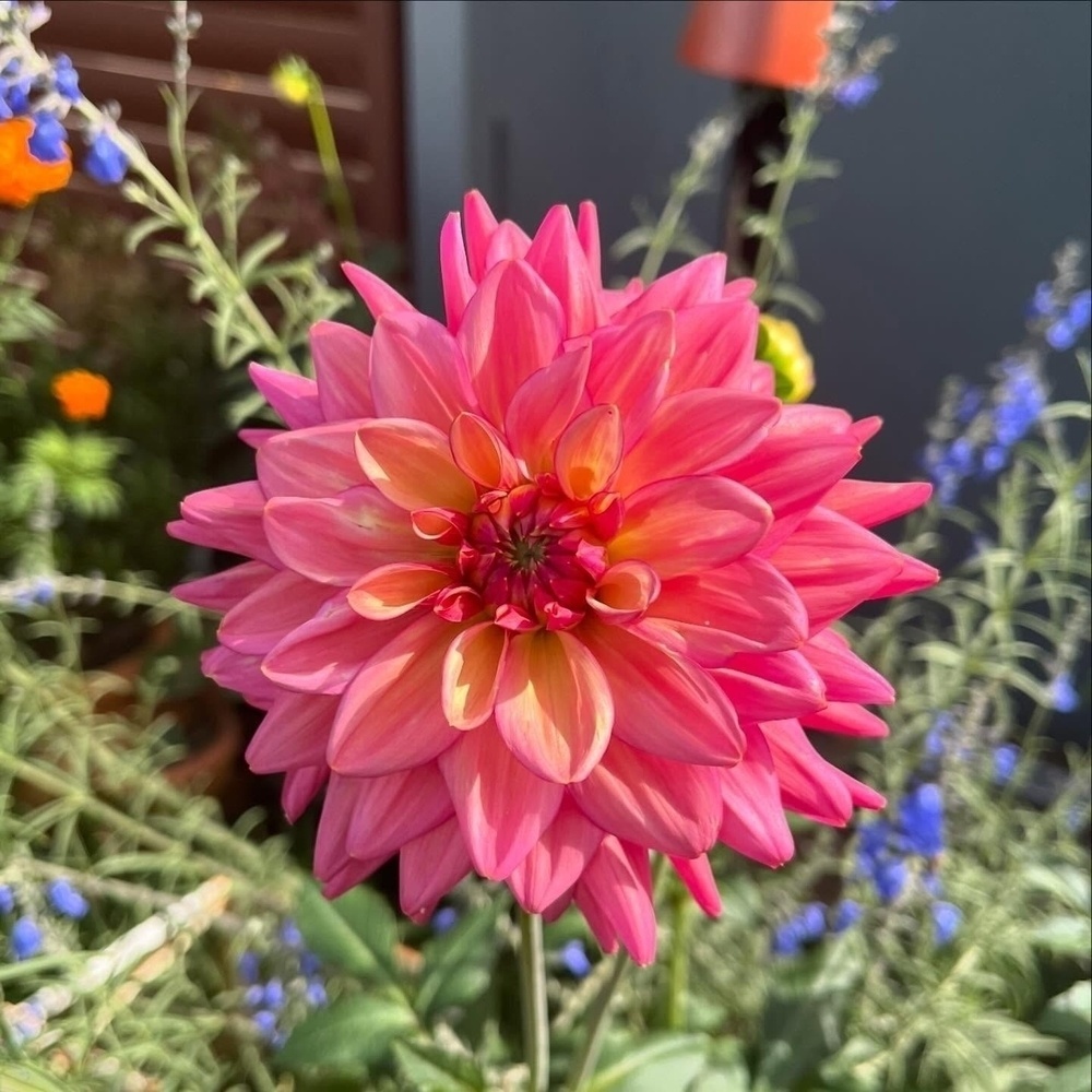 A vibrant pink dahlia flower is blooming amidst greenery and blue wildflowers.