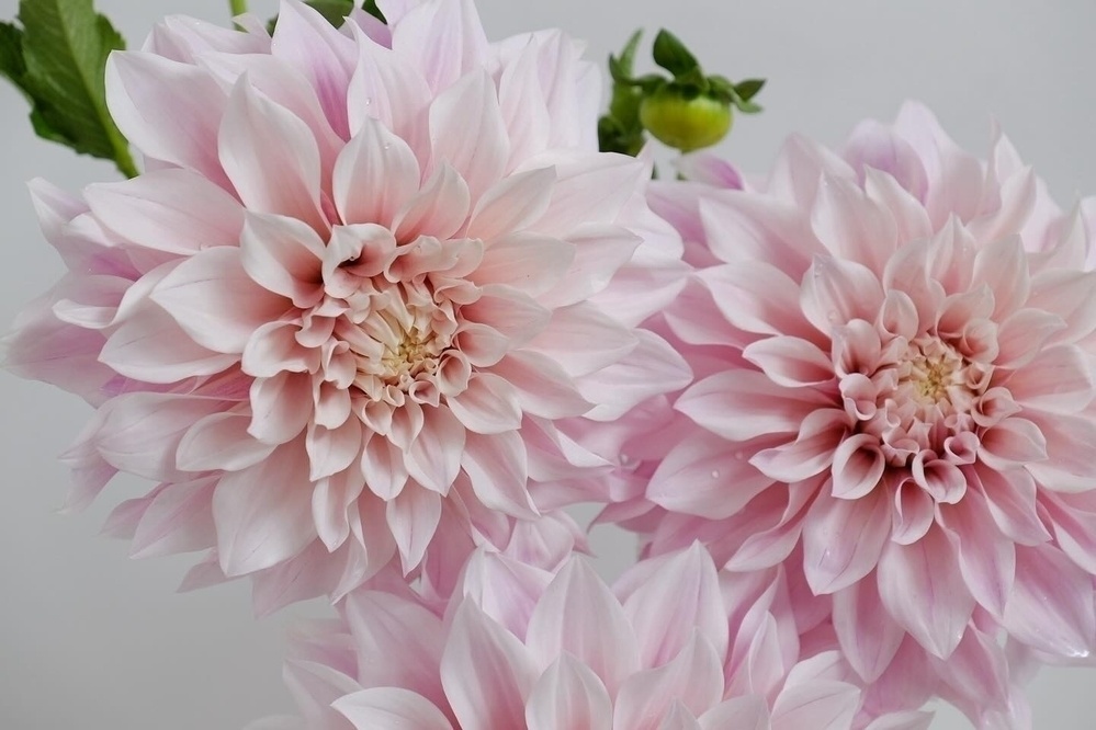 Soft pink dahlias bloom elegantly against a light background.