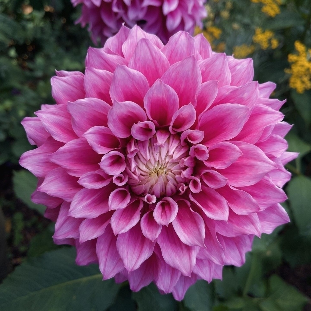 A vibrant pink dahlia flower in full bloom is surrounded by lush green foliage.