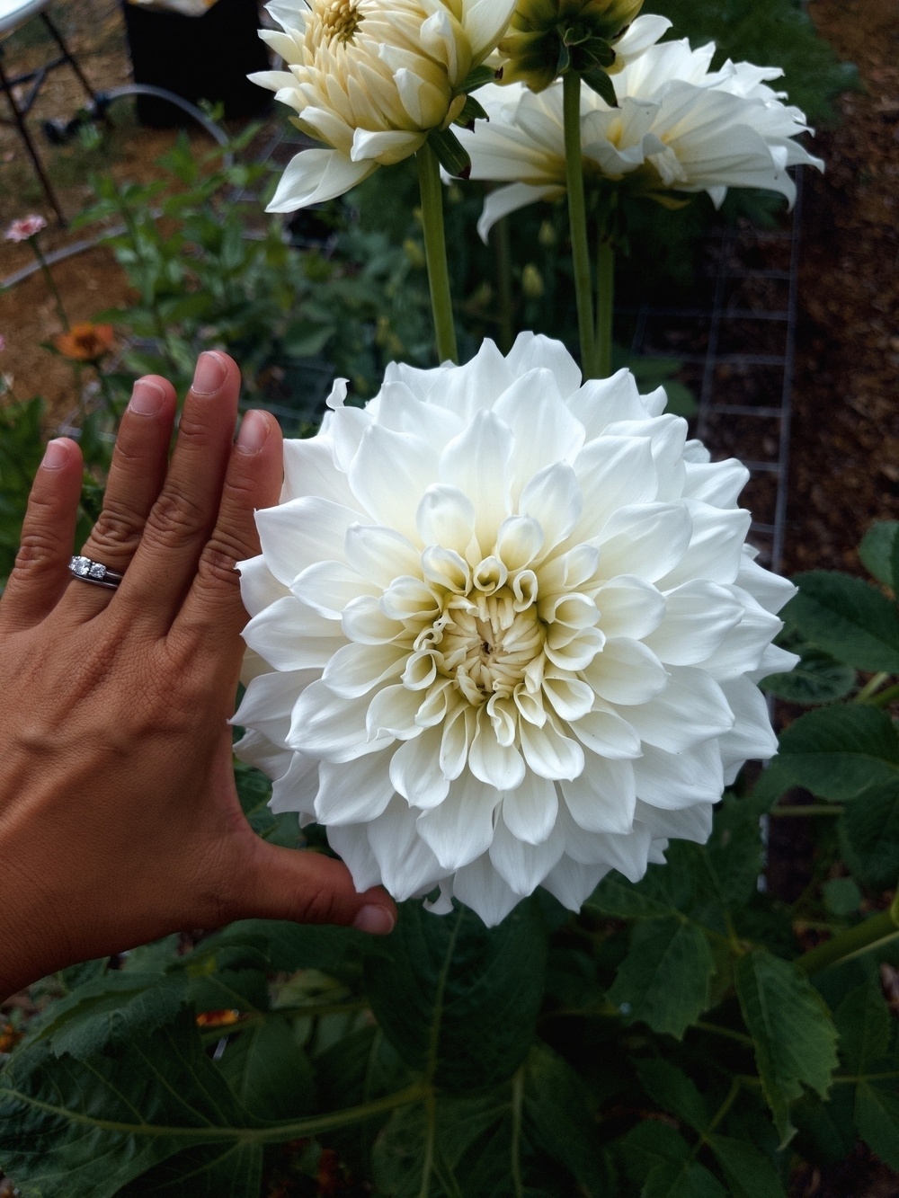 A large, white dahlia flower is being compared to a hand for size.