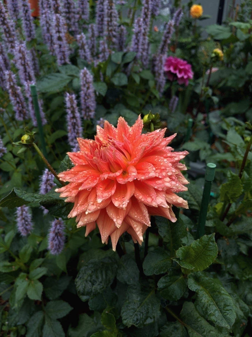 A vibrant orange flower covered in water droplets stands amidst lush green foliage and purple flowers in a garden.