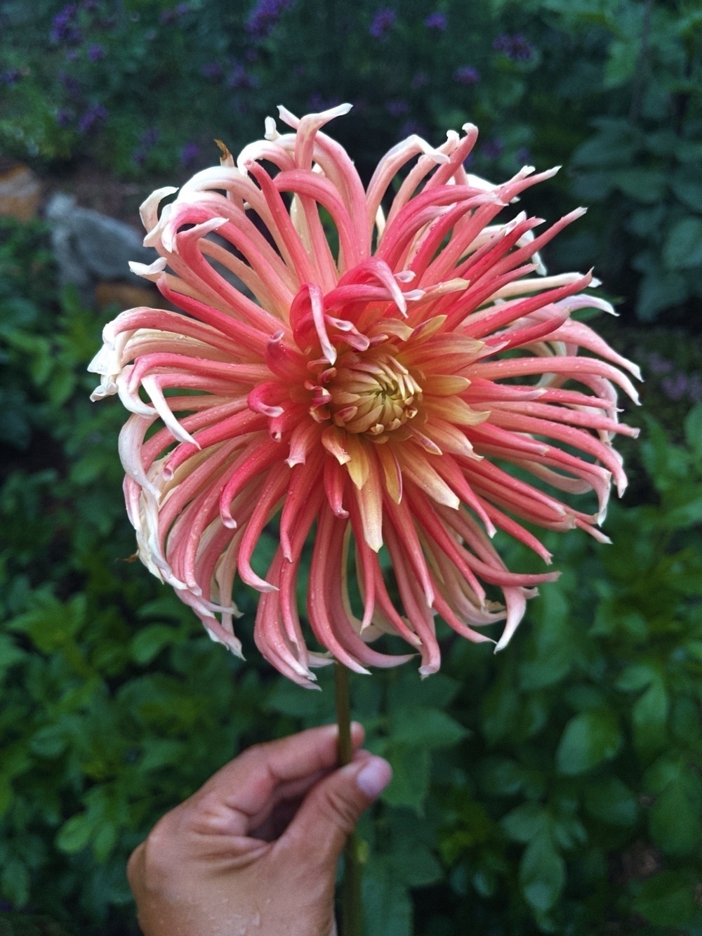 A hand is holding a large, pink, and yellow dahlia flower against a background of green foliage.