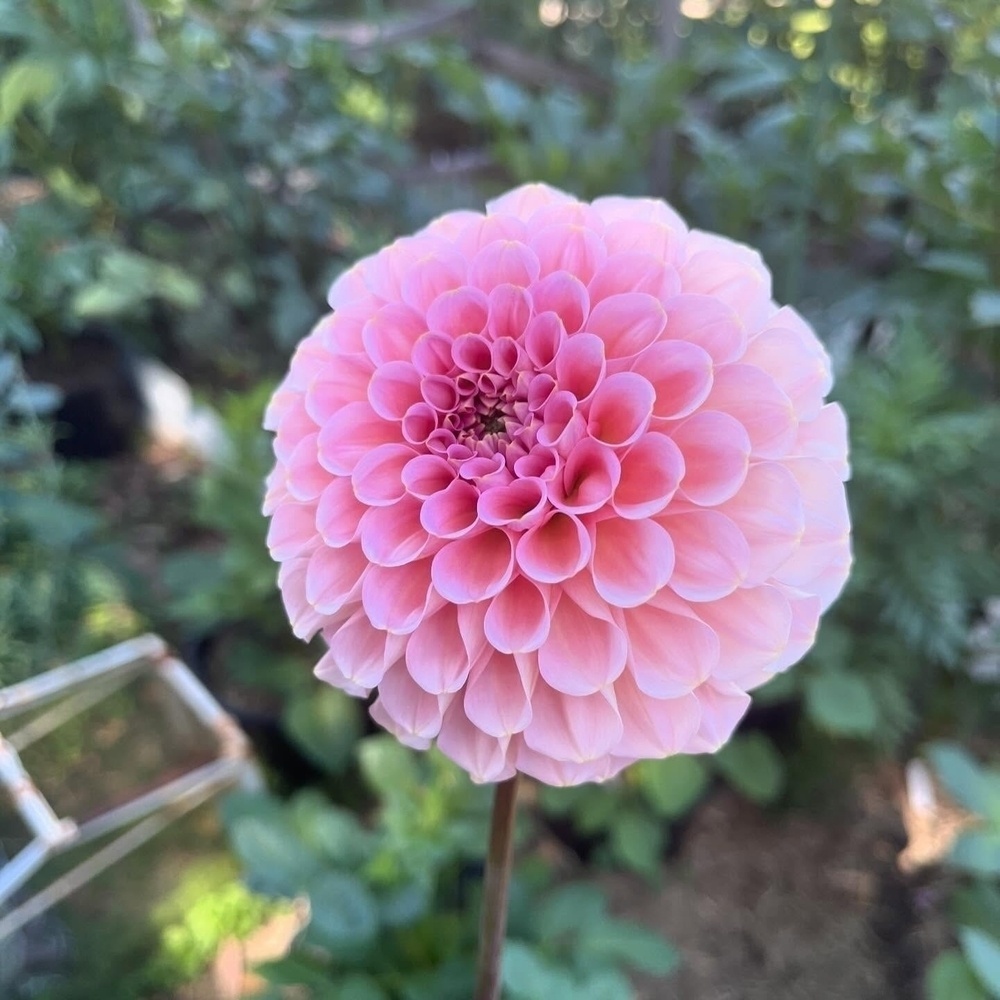 A pink dahlia flower is in full bloom with blurred greenery in the background.