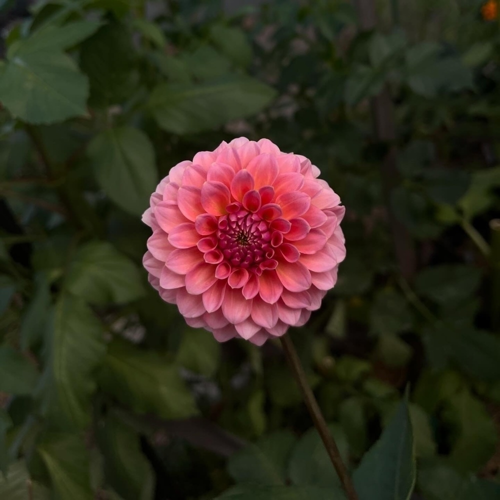 A vibrant pink dahlia is in full bloom, surrounded by green foliage.