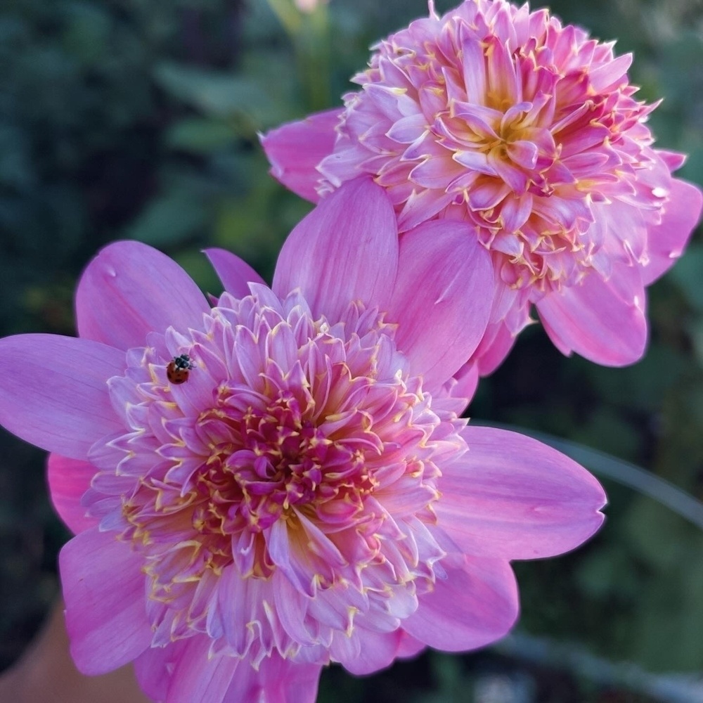 Two vibrant pink flowers with multiple layers of petals feature a small insect on one of them.