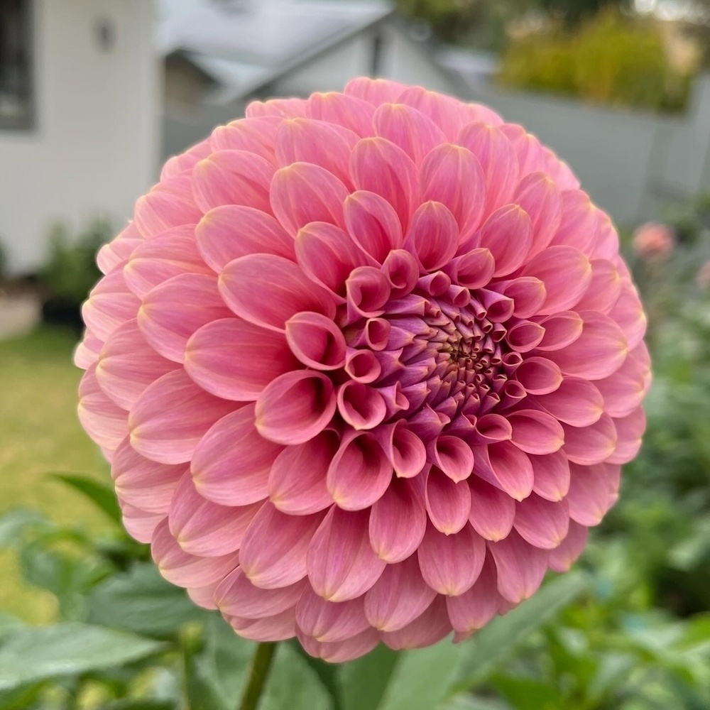 A vibrant pink dahlia flower with layered petals is in focus against a blurred garden background.