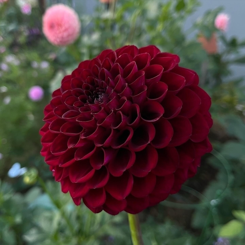 A deep red dahlia flower is in full bloom against a blurred background with hints of green foliage and other flowers.