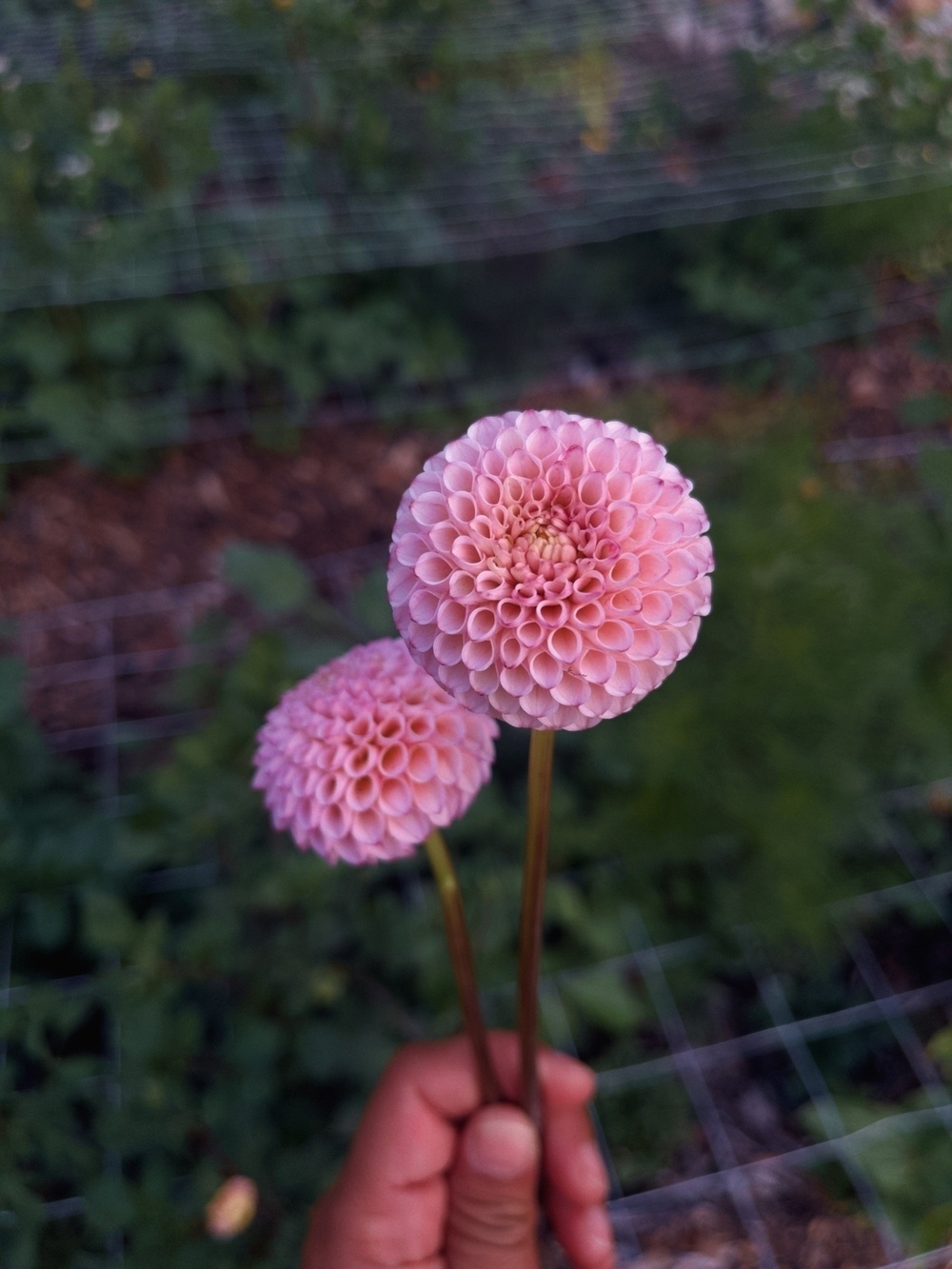 Two pink dahlia flowers are held by a hand against a blurred garden background.