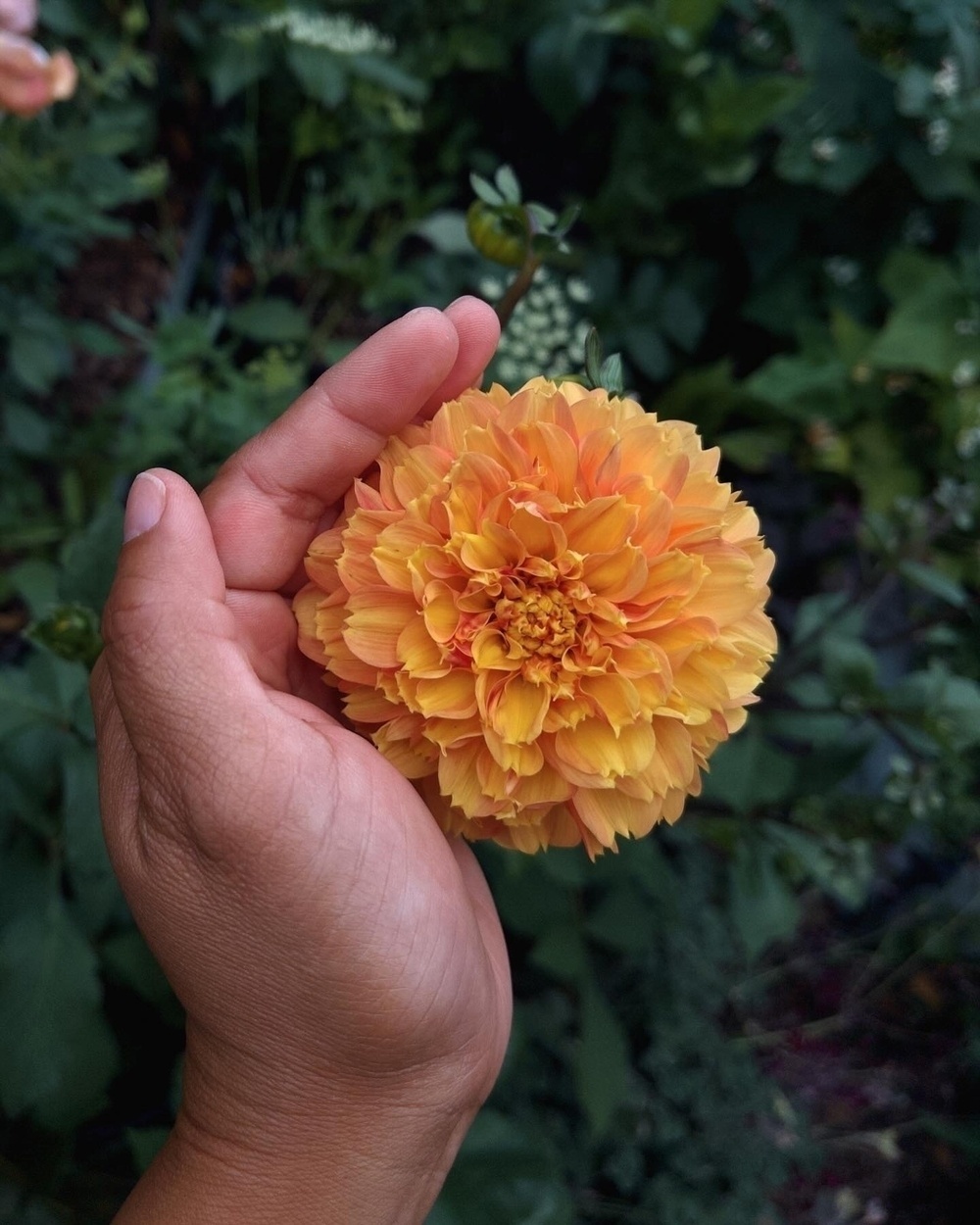 A person is holding an orange dahlia flower against a backdrop of green foliage.