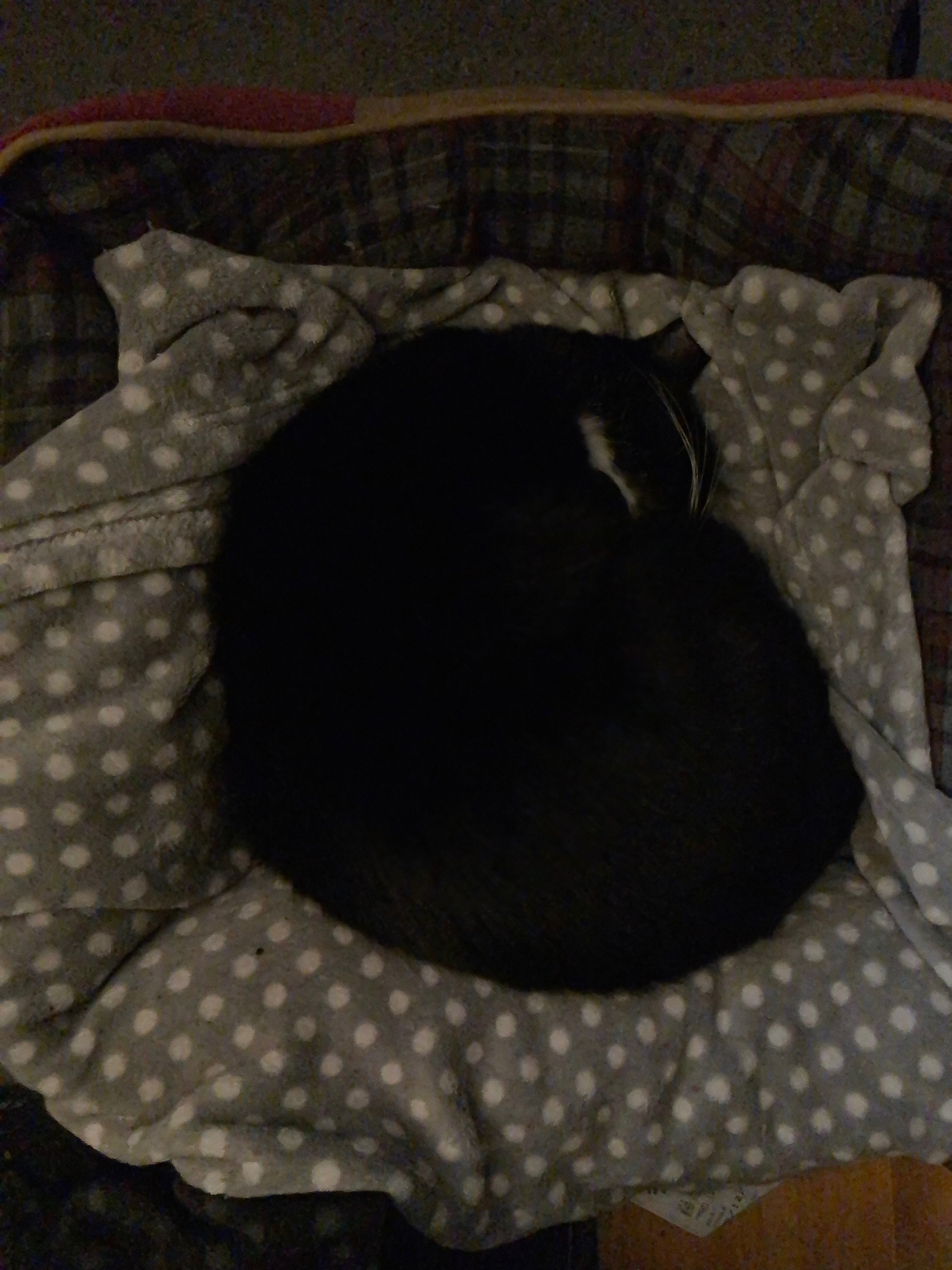 Top-down view of a black and white cat, curled up in her bed, asleep.