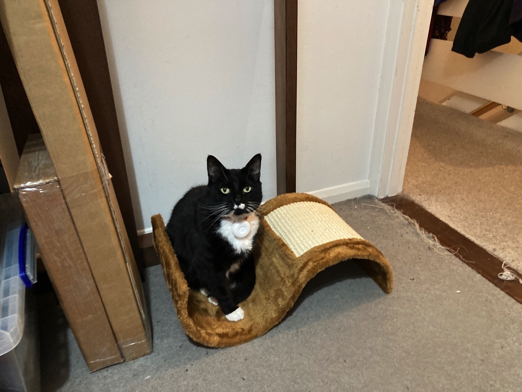 A black and white cat, sitting atop a scratching furniture toy, looking directly at the camera.