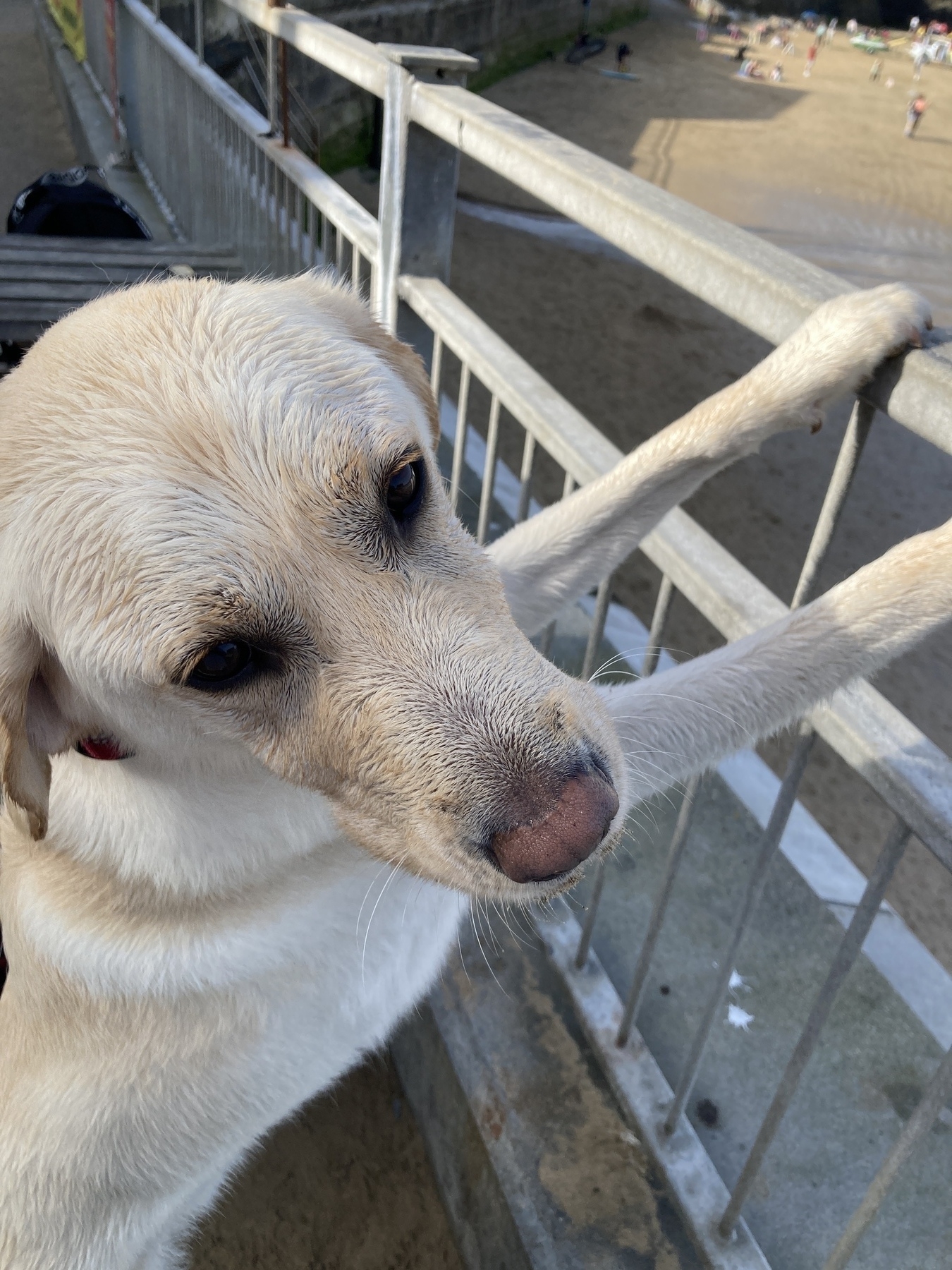 A wet golden Labrador standing up against a fence, with his head turned towards the camera.