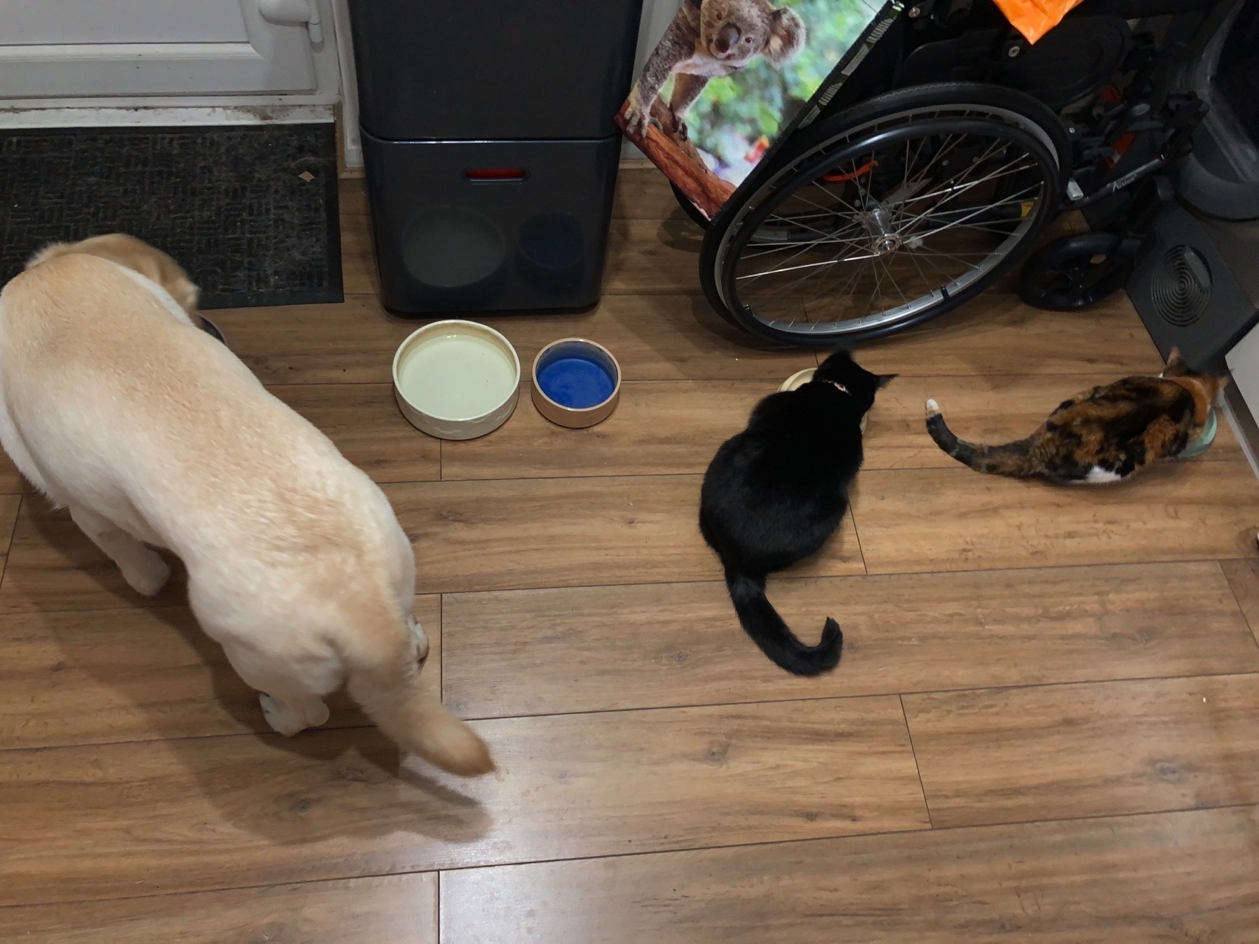 A dog and two cats, all eating from their bowls in a line next to each other with two water bowls separating the dog from the two cats.