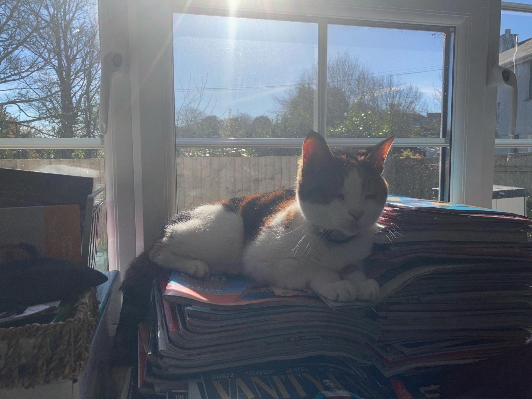 A tortoiseshell calico cat, lying a top a pile of magazines in front of a window. The morning sun is bright and she looks to be enjoying the heat a great deal.